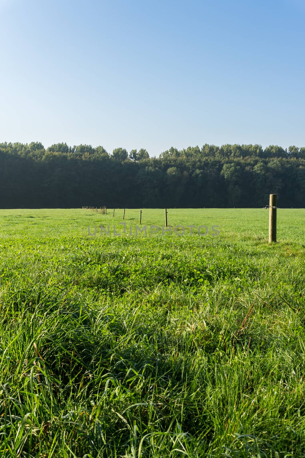 Vertical of fence in dutch meadow by frankhoekzema