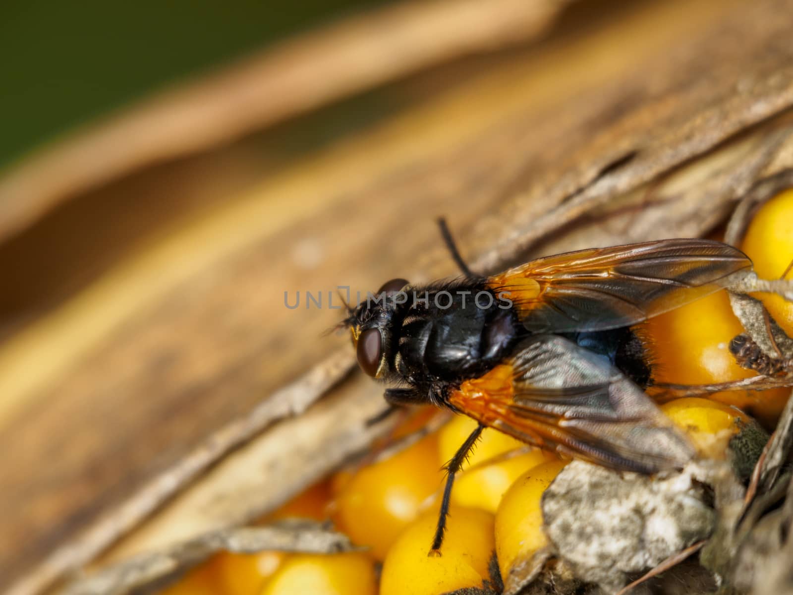 Closeup of a fly resting on maize
