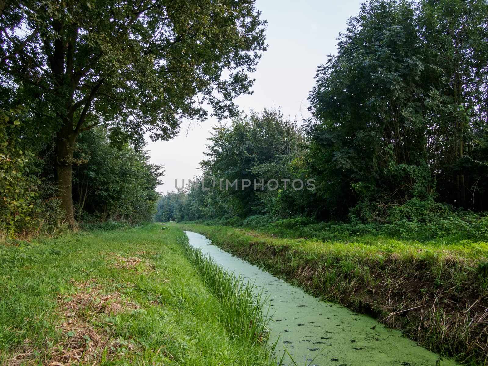 Duckweed covered ditch through dutch fields