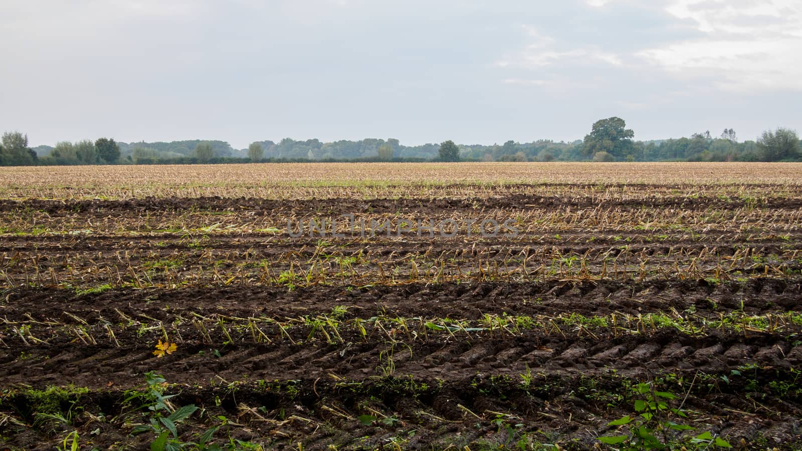 Harvested maize field by frankhoekzema