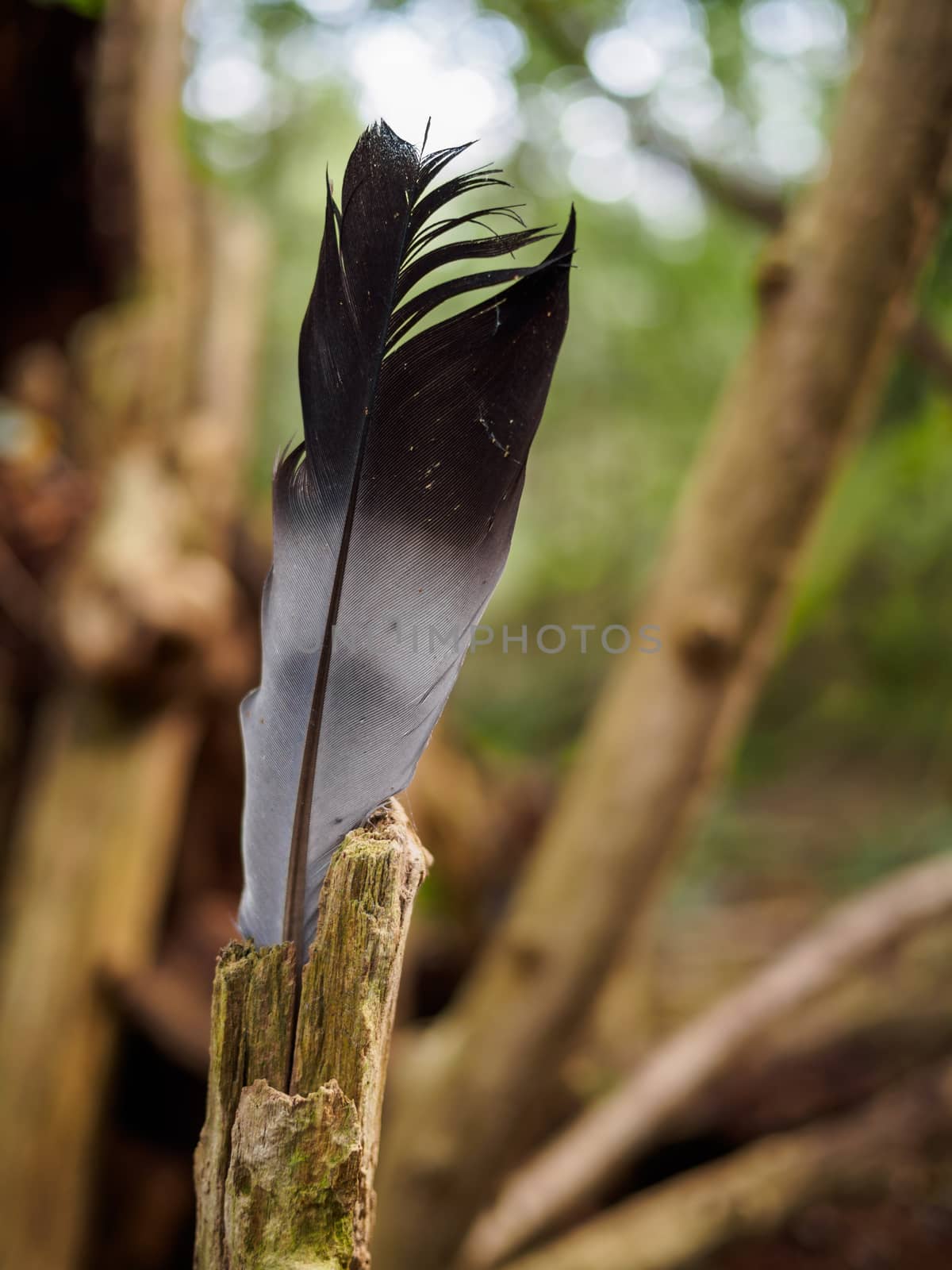 Lone feather standing on a tree stump