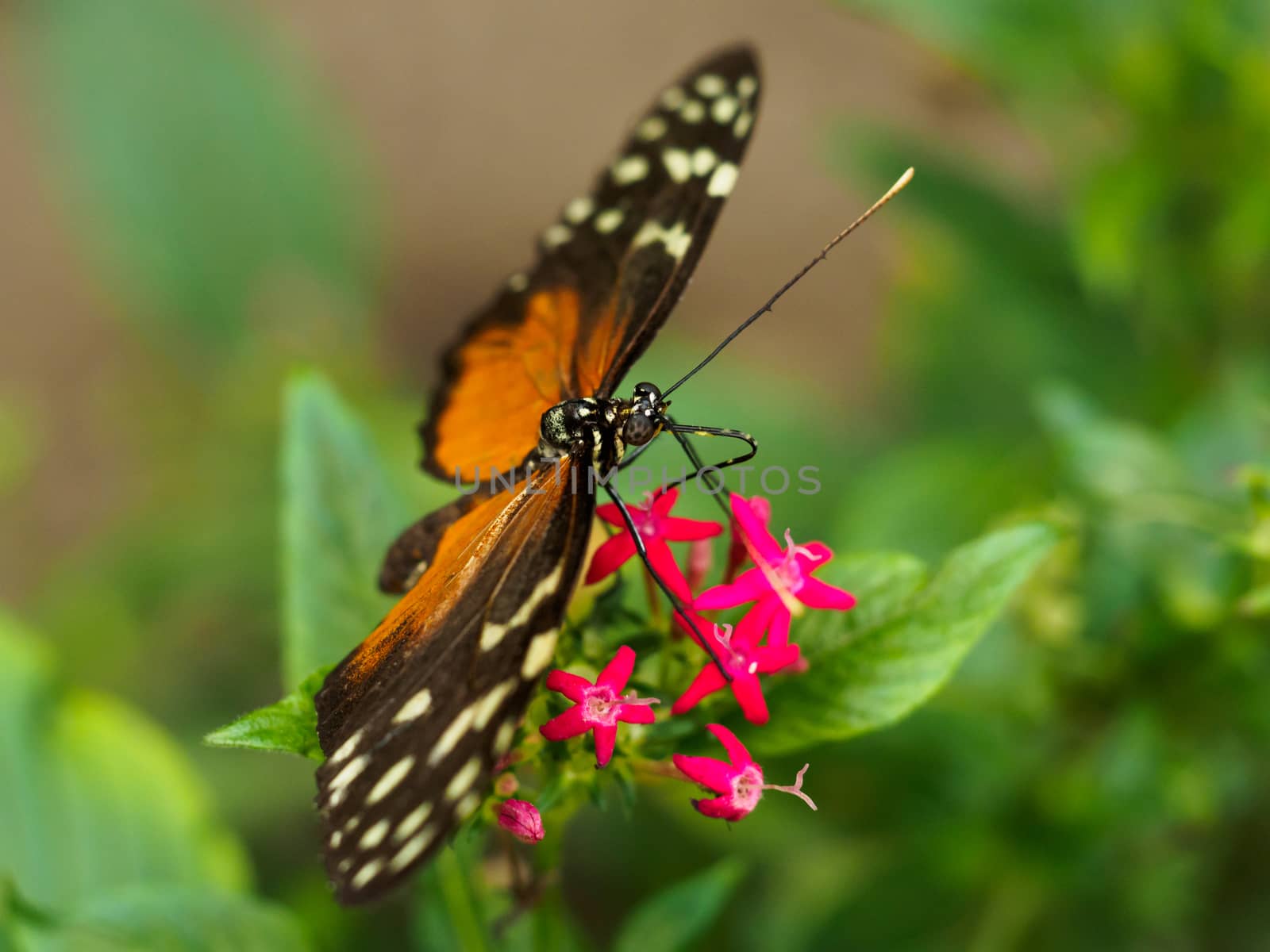 Spotted butterfly on pink flower by frankhoekzema