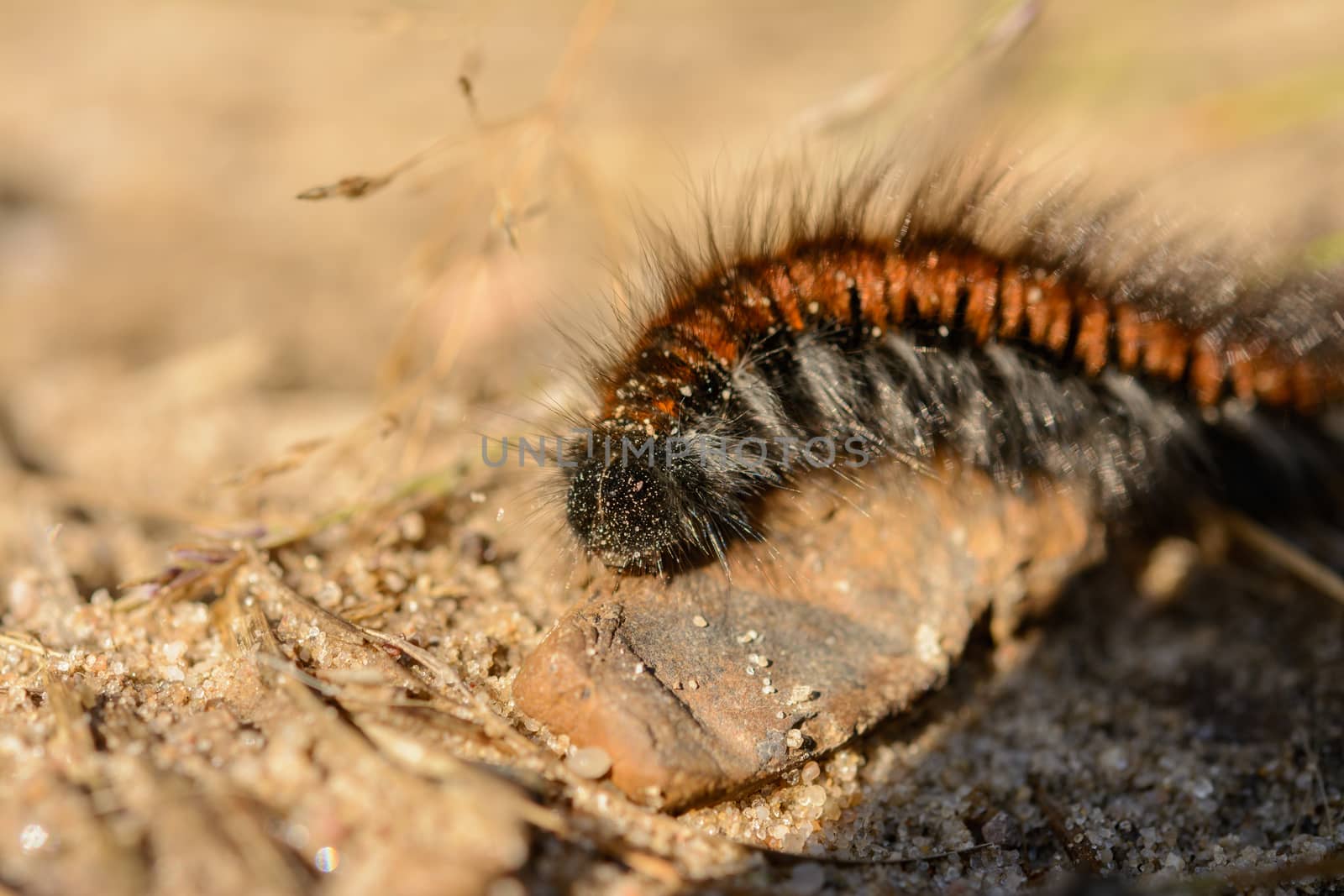 Extreme closeup of caterpillar by frankhoekzema