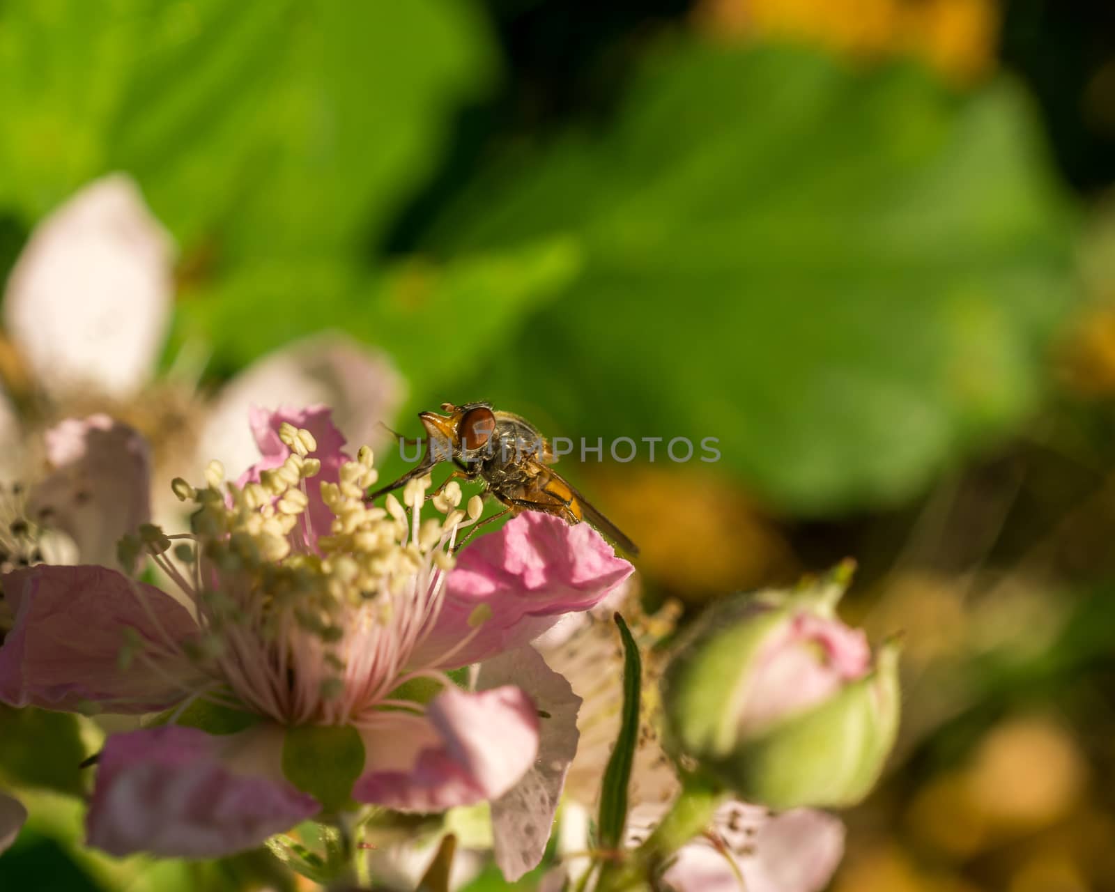 Small insect resting on a pink flower