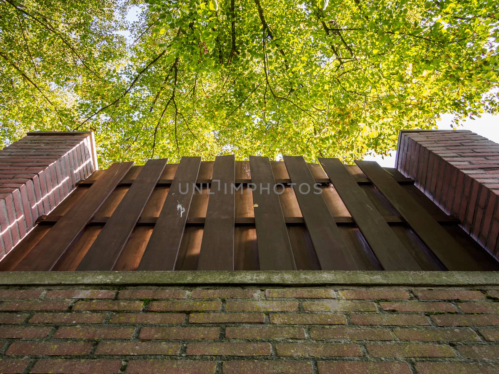 Looking up at trees past a brick wall and wooden fence