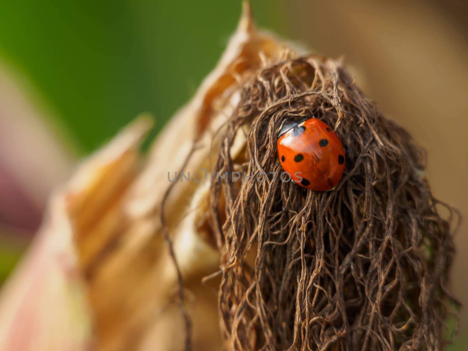 Ladybug resting on a crop of maize