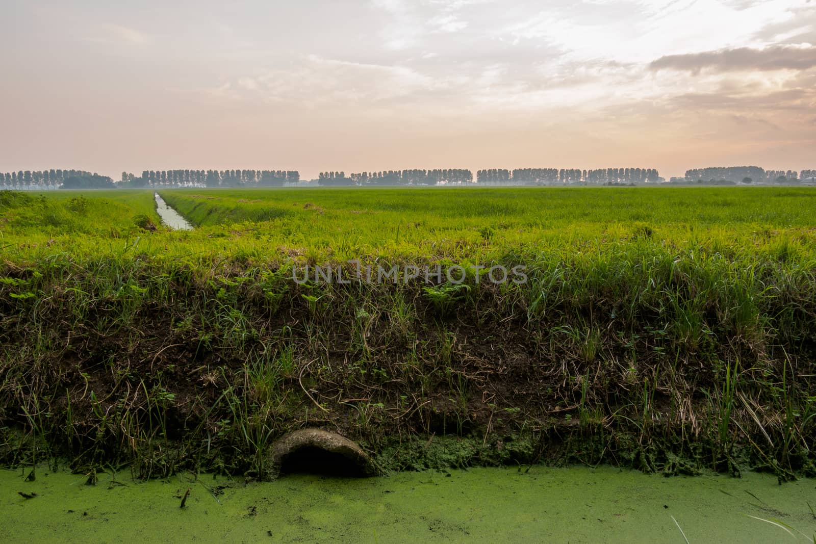 Duckweed covered ditch in typical dutch landscape