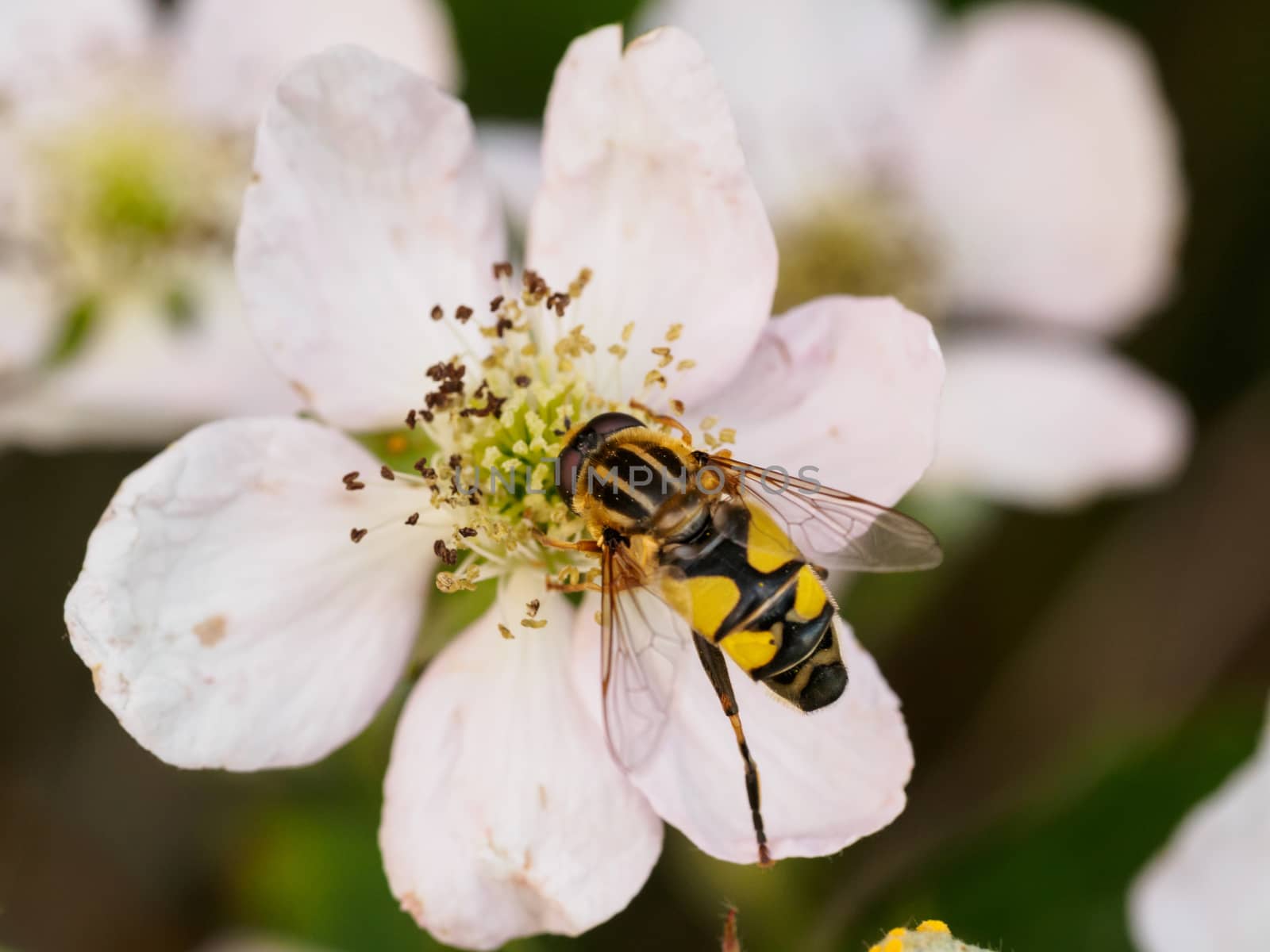 Wasp resting on a white flower macro