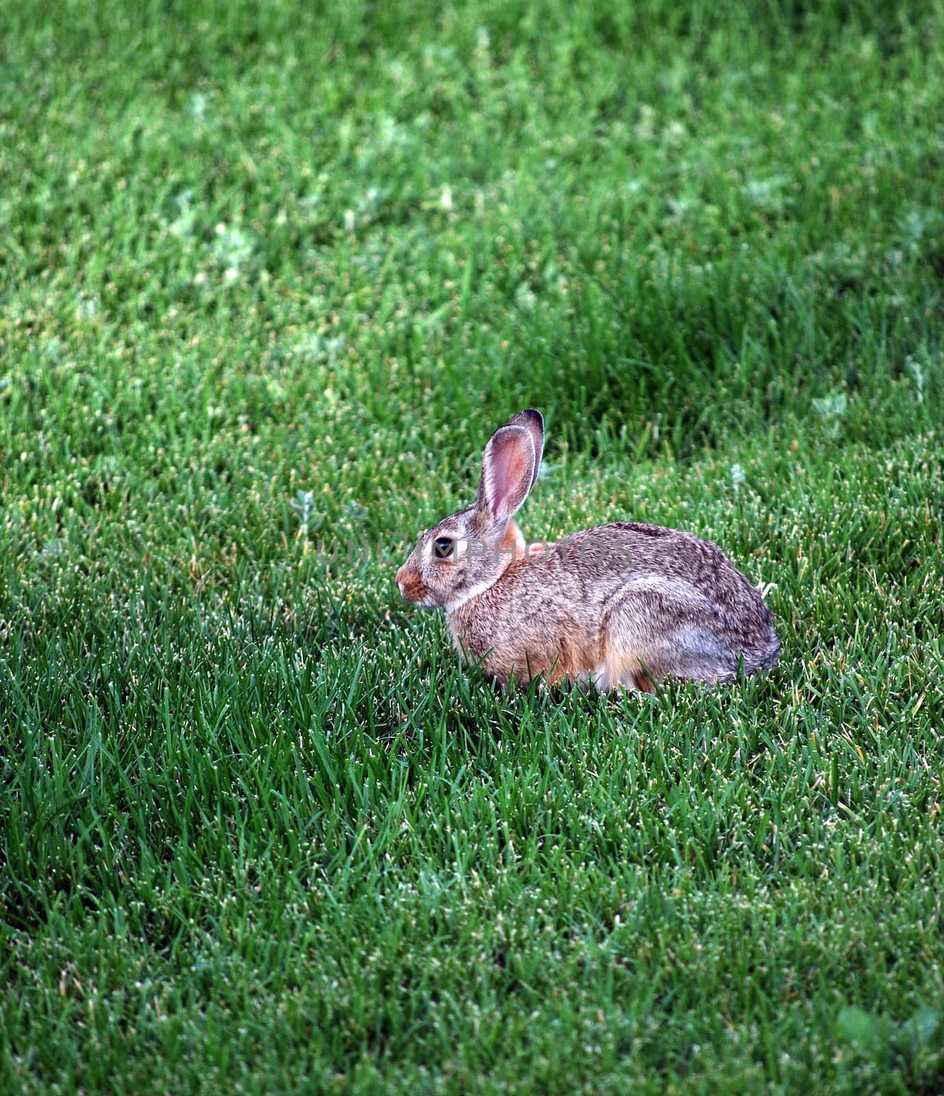 Rabbit sitting in the grass outdoors.