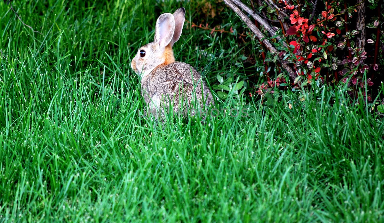 Rabbit outdoors. by oscarcwilliams