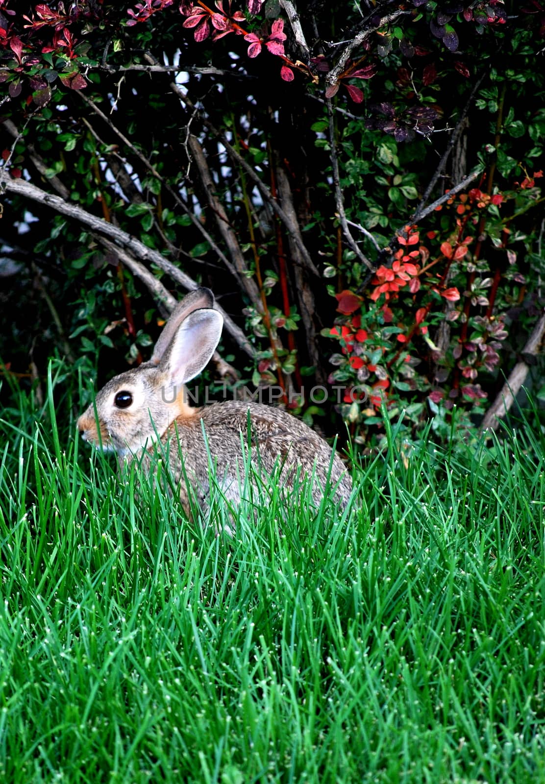 Rabbit sitting in the grass outdoors.