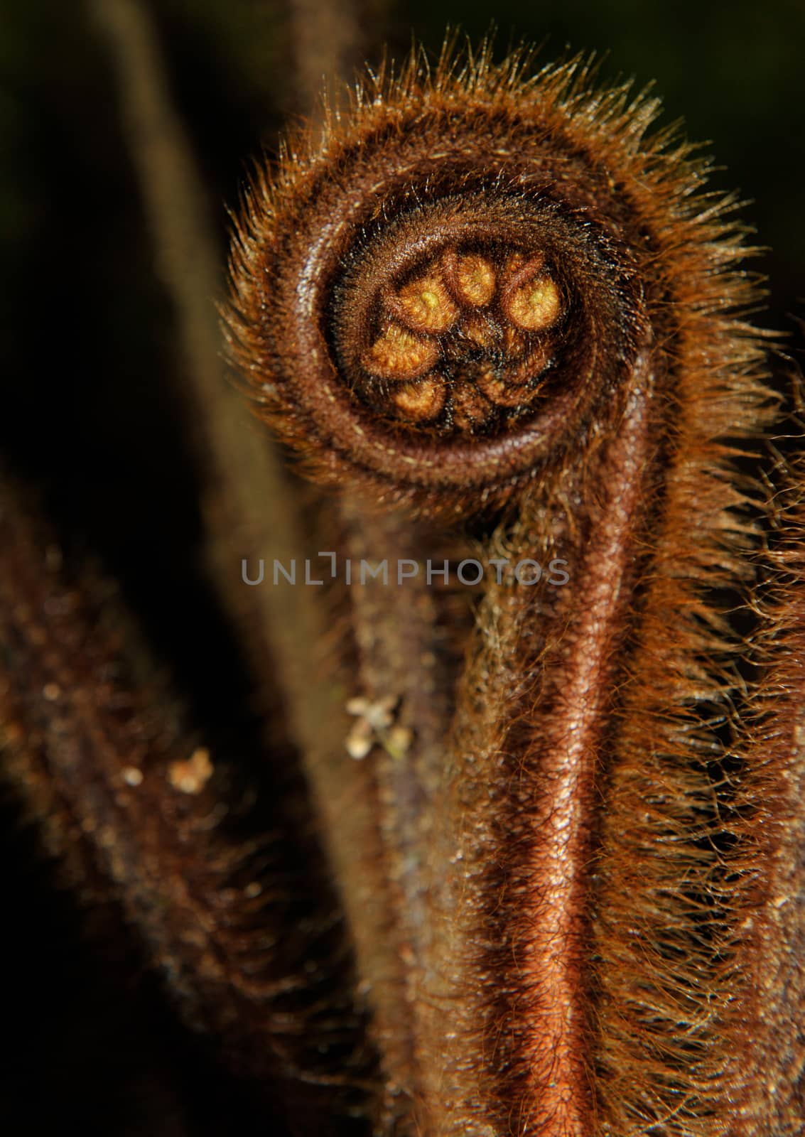 Detail of a young fern plant seen in a forest of New Zealand