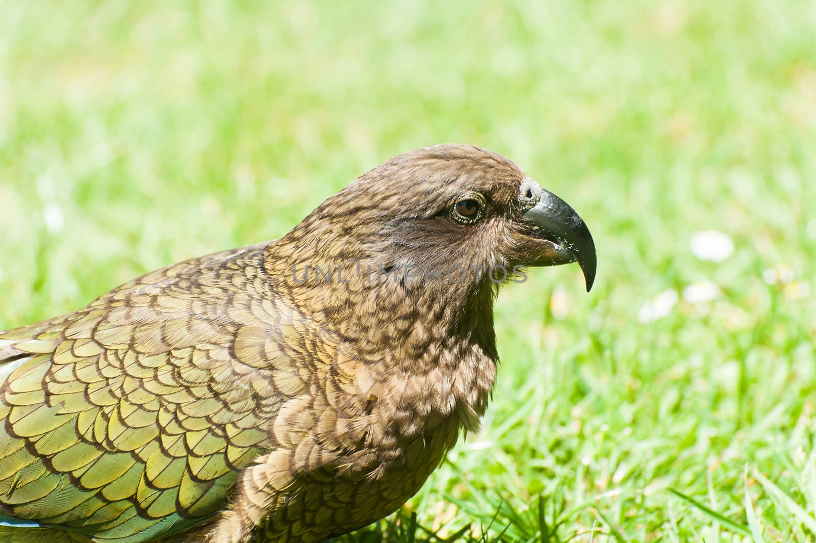 Nestor Notabilis, Kea is an endemic mountain parrot in Arthur's Pass - Southern Alps, New Zealand. It is a very smart, omnivorous bird 