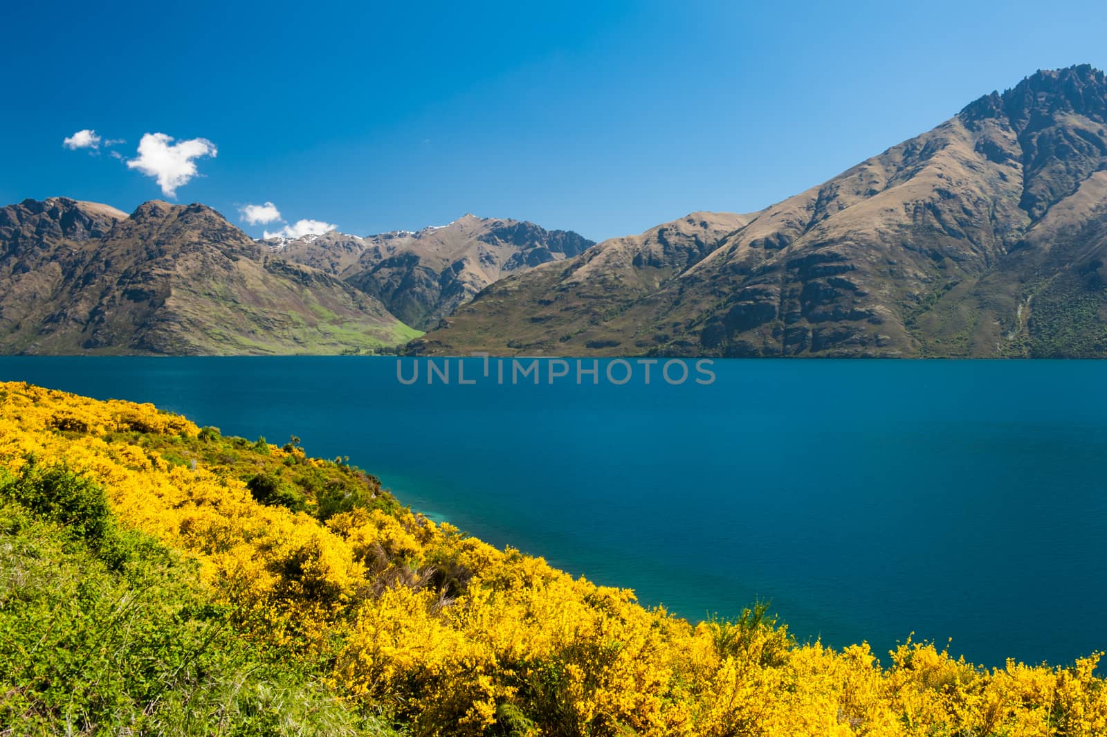 Beautiful lake Wakatipu with mighty mountains and blooming yellow gorse (Ulex europaeus). Otago region, New Zealand