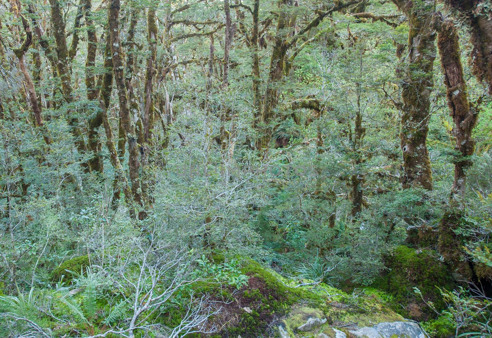 Beautiful vivid rainforest in New Zealand. Tree trunks are covered by moss and ground is full of fern. Fiordland national park