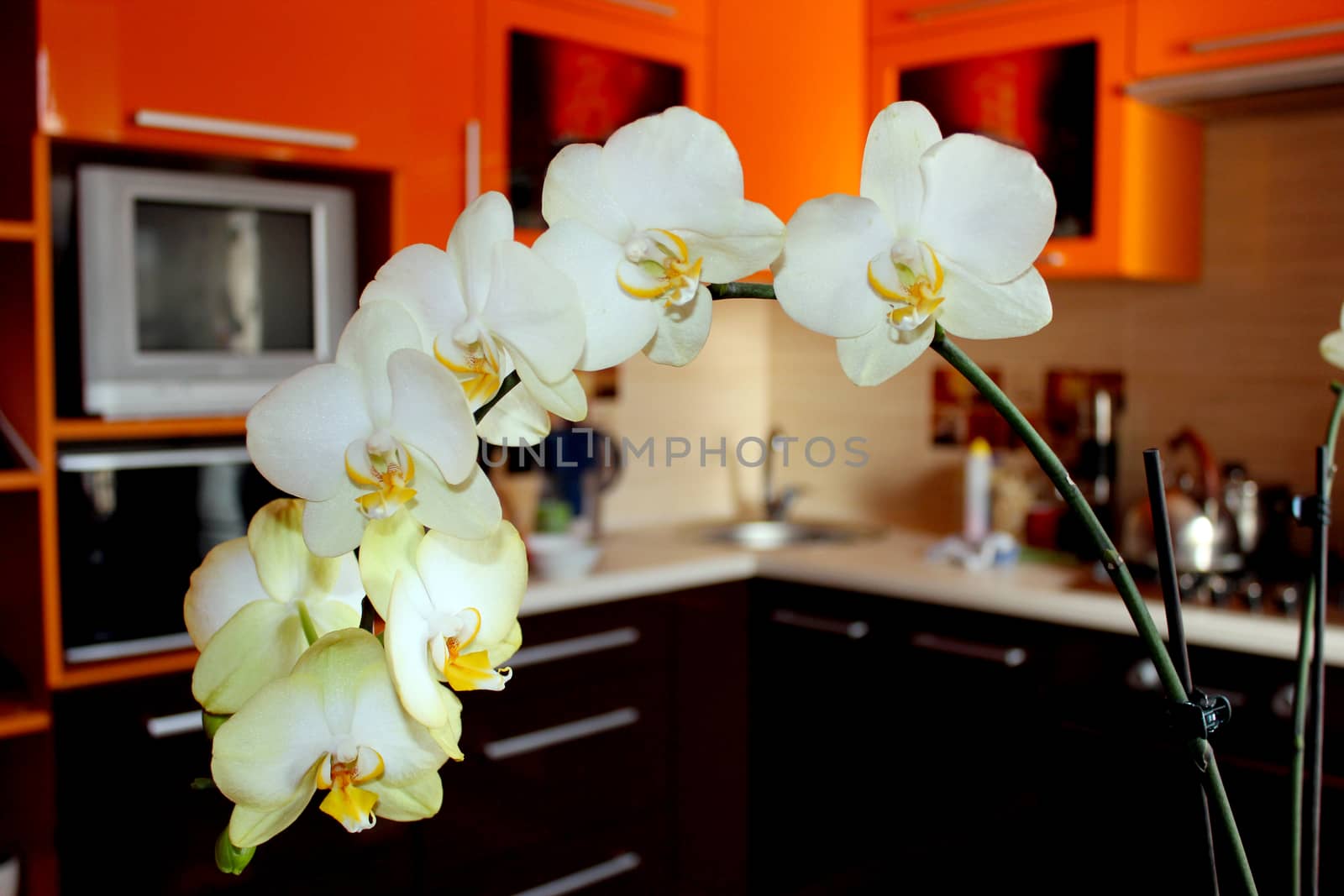 branch of blossoming orchid in luxurious kitchen by alexmak