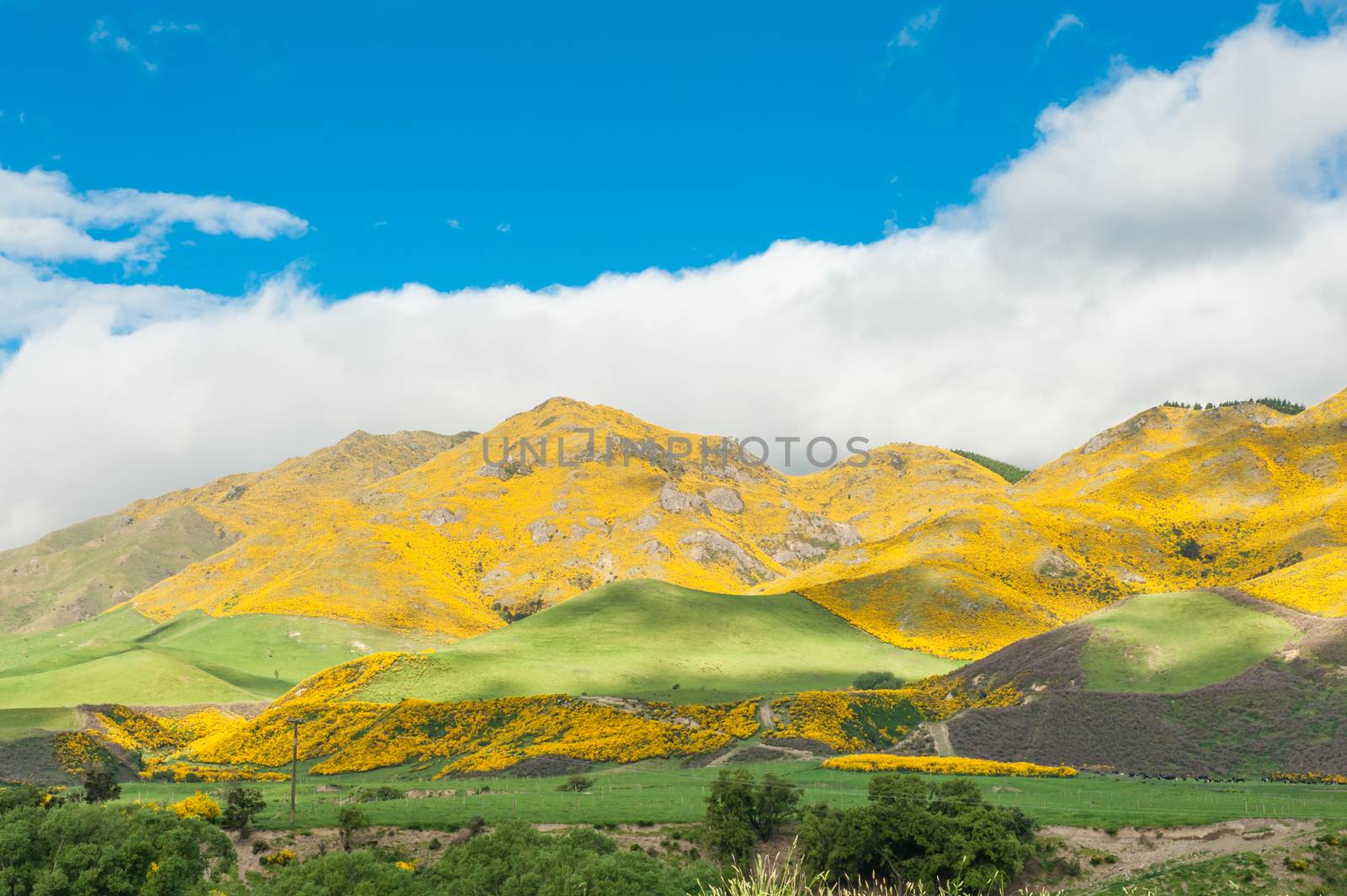 Beautiful mountains of New Zealand covered by blooming yellow gorse (Ulex europaeus)