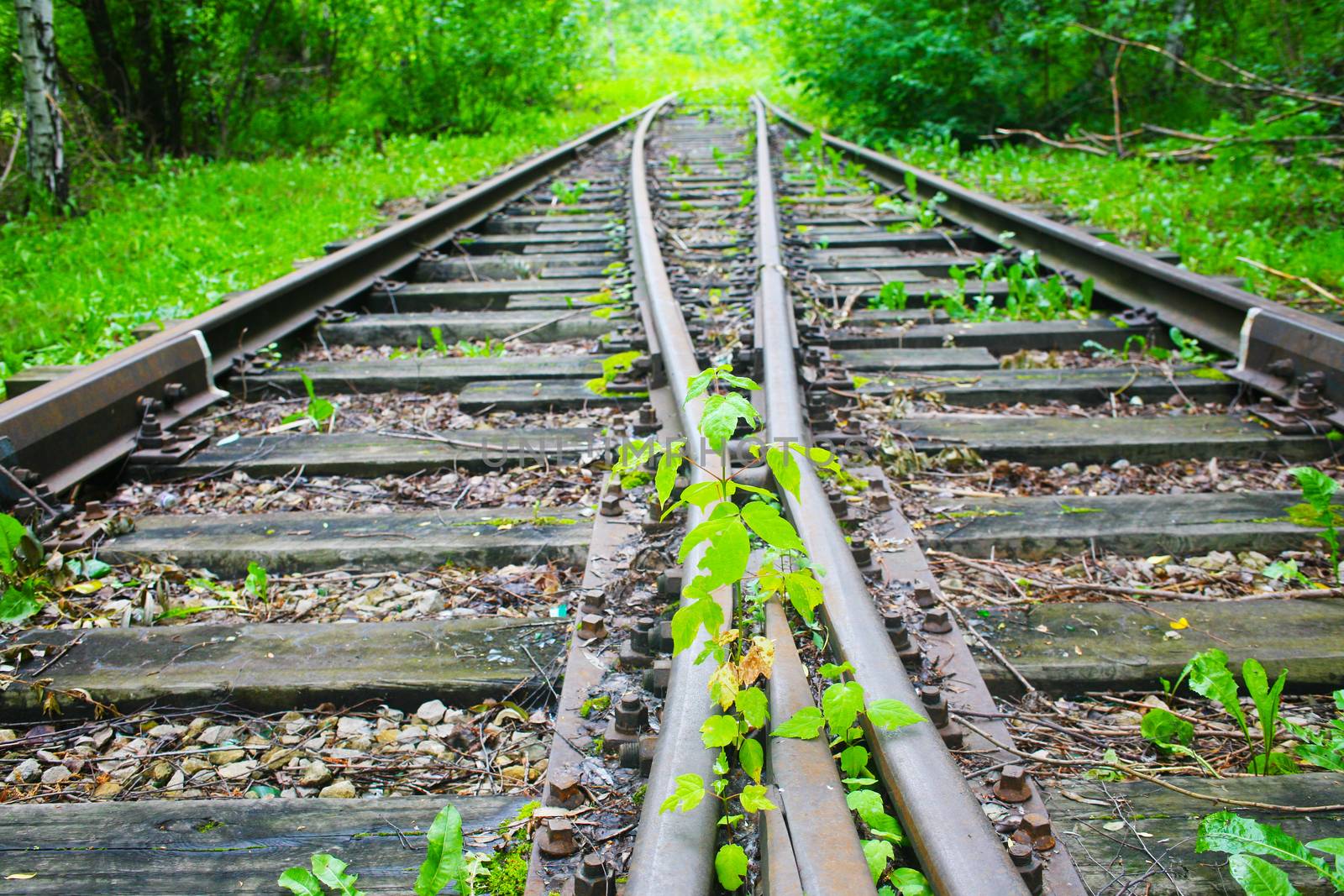 old railway which has grown with plants