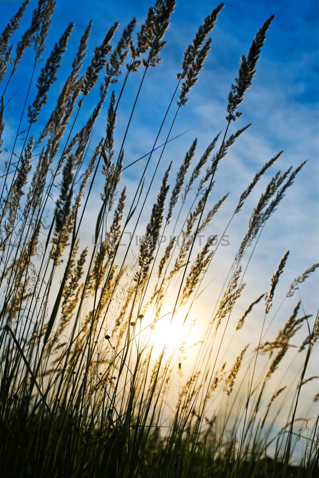 High green grass in the field on  sunset