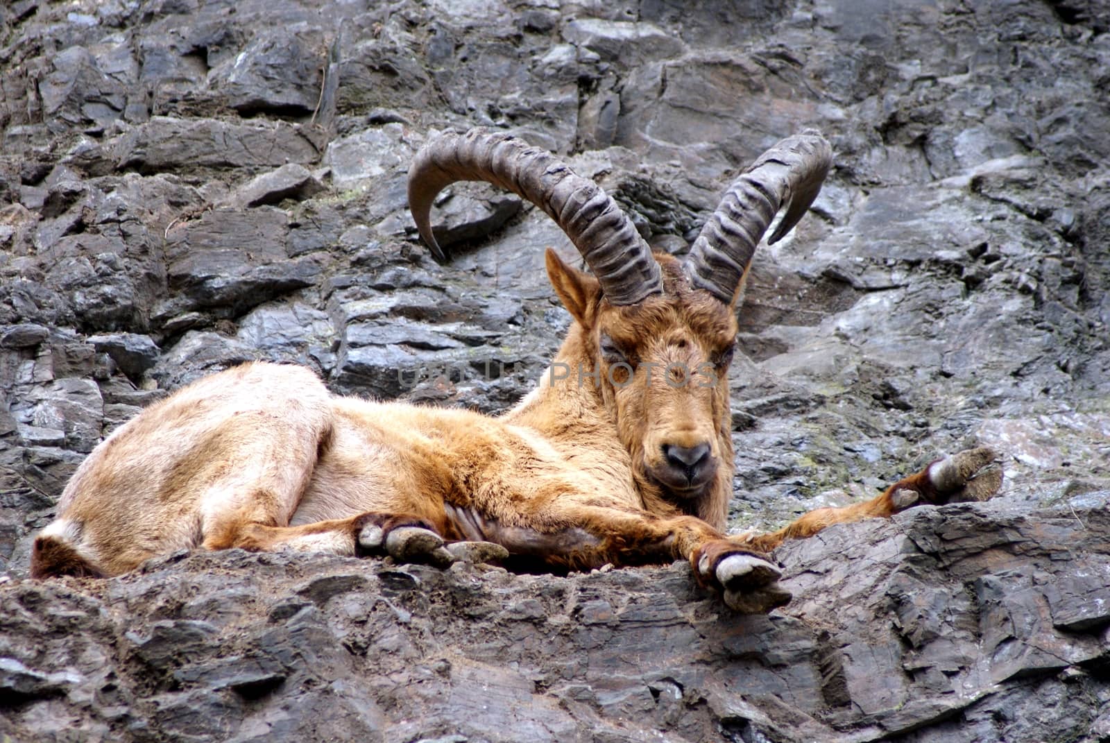 Photo shows relaxing buck in the mountains.