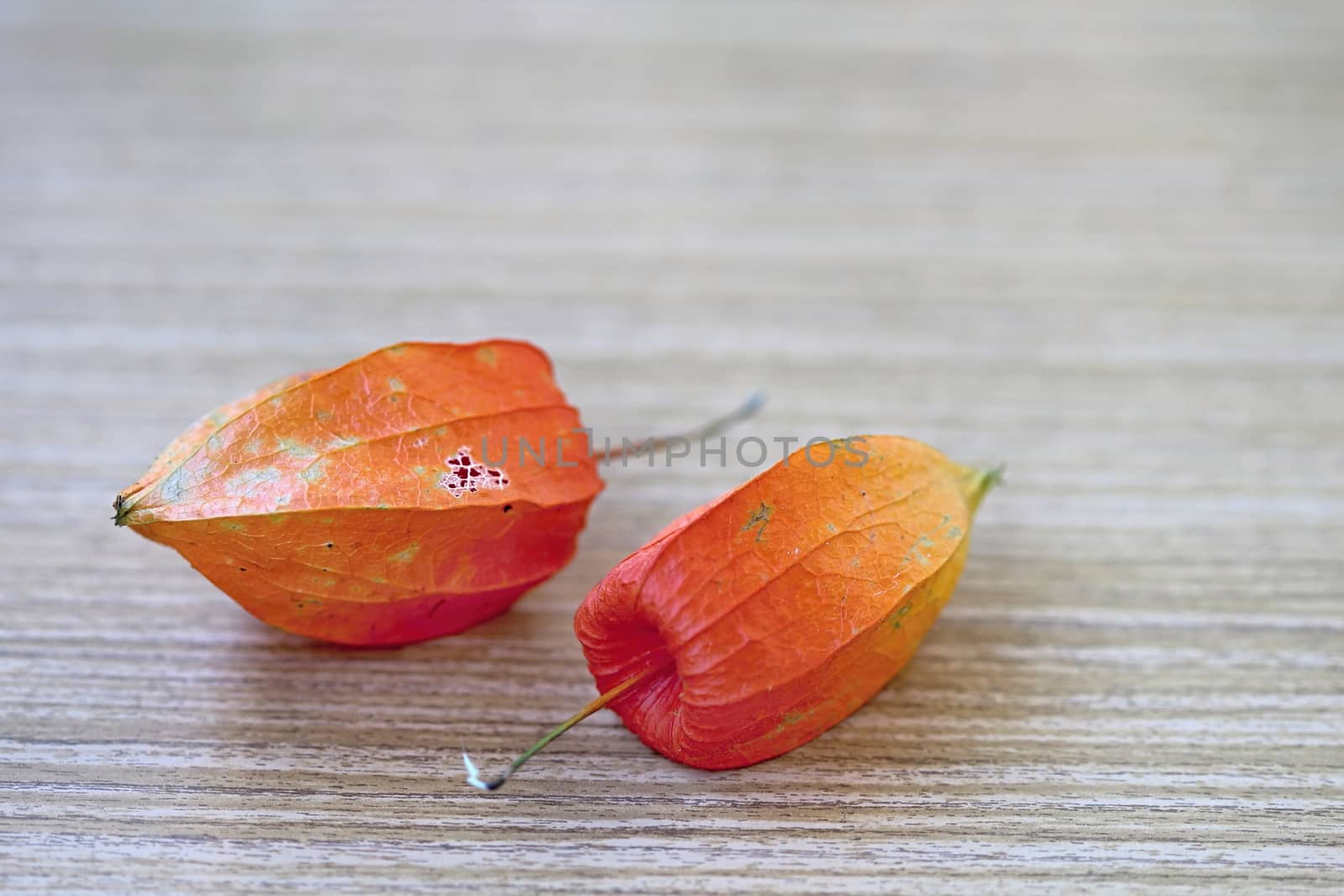 Photo of Autumn Flowers in the Wood made in the late Autumn time in the Czech republic, 2013