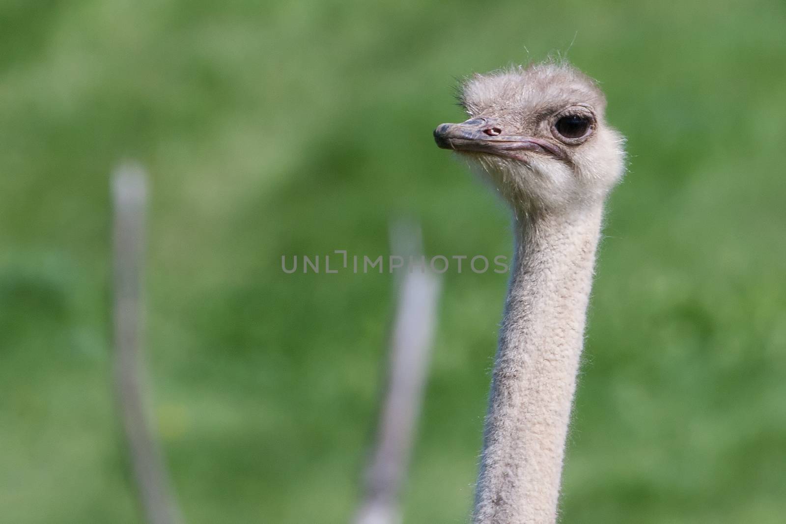 ostrich by Coffee999