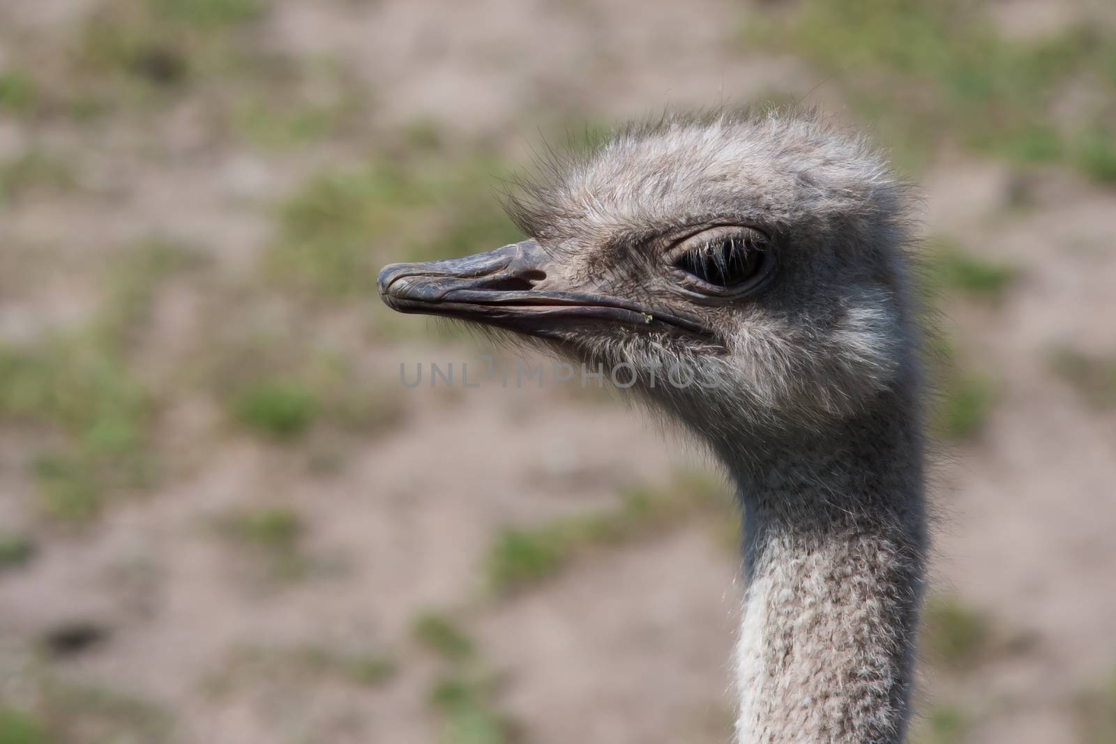 Happy ostrich walking around at the zoo in soft focus.