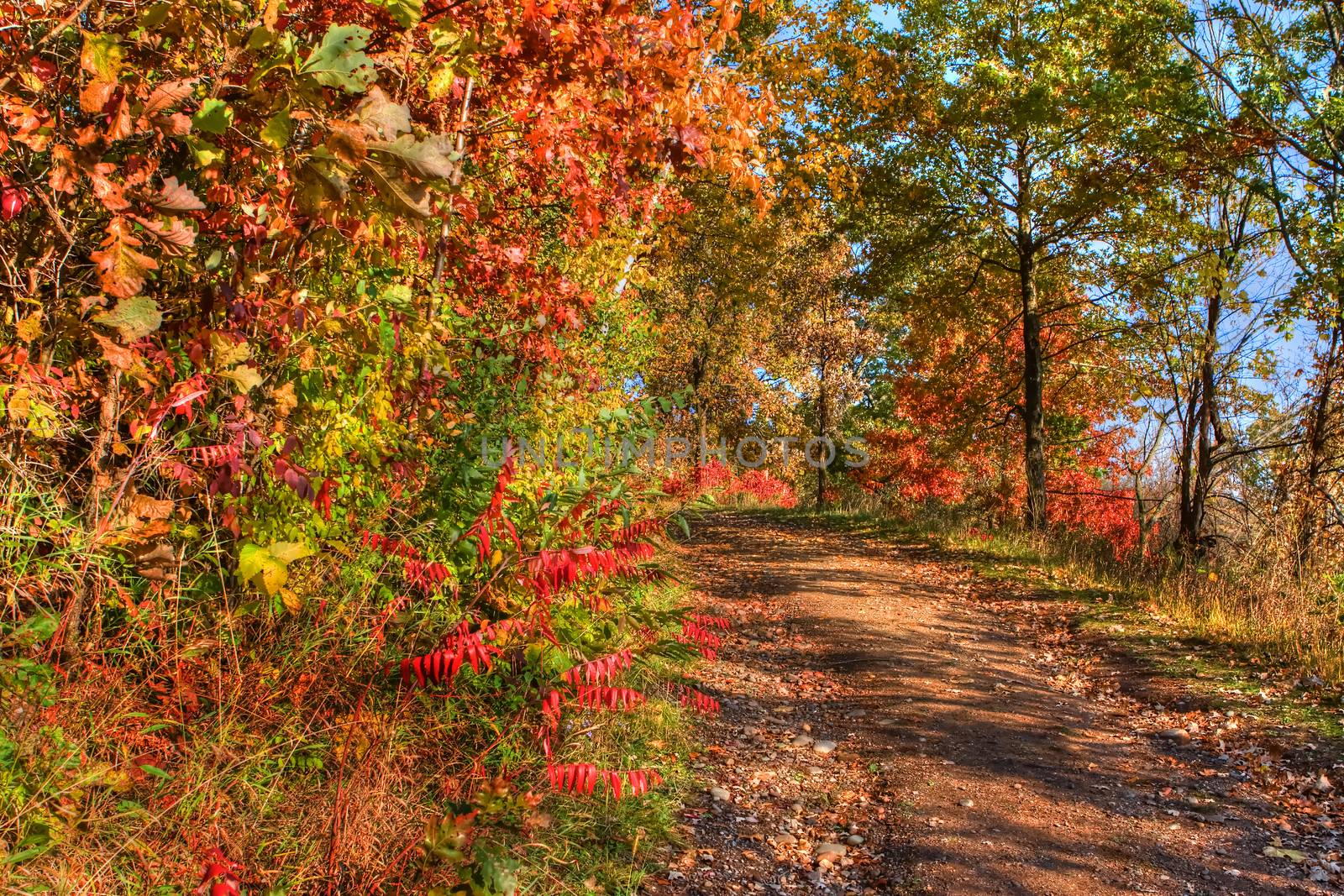Forest Colors in the Fall in hdr by Coffee999
