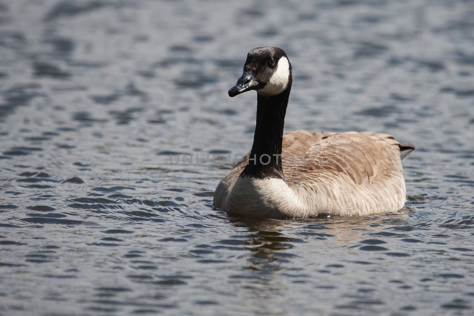 Canadian Goose swimming in a small pond.