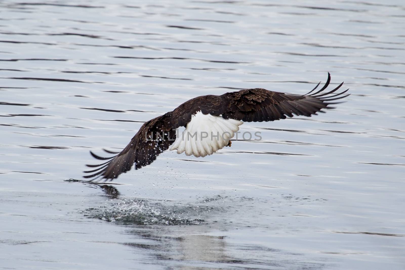 American Bald Eagle flying to spot some fish.