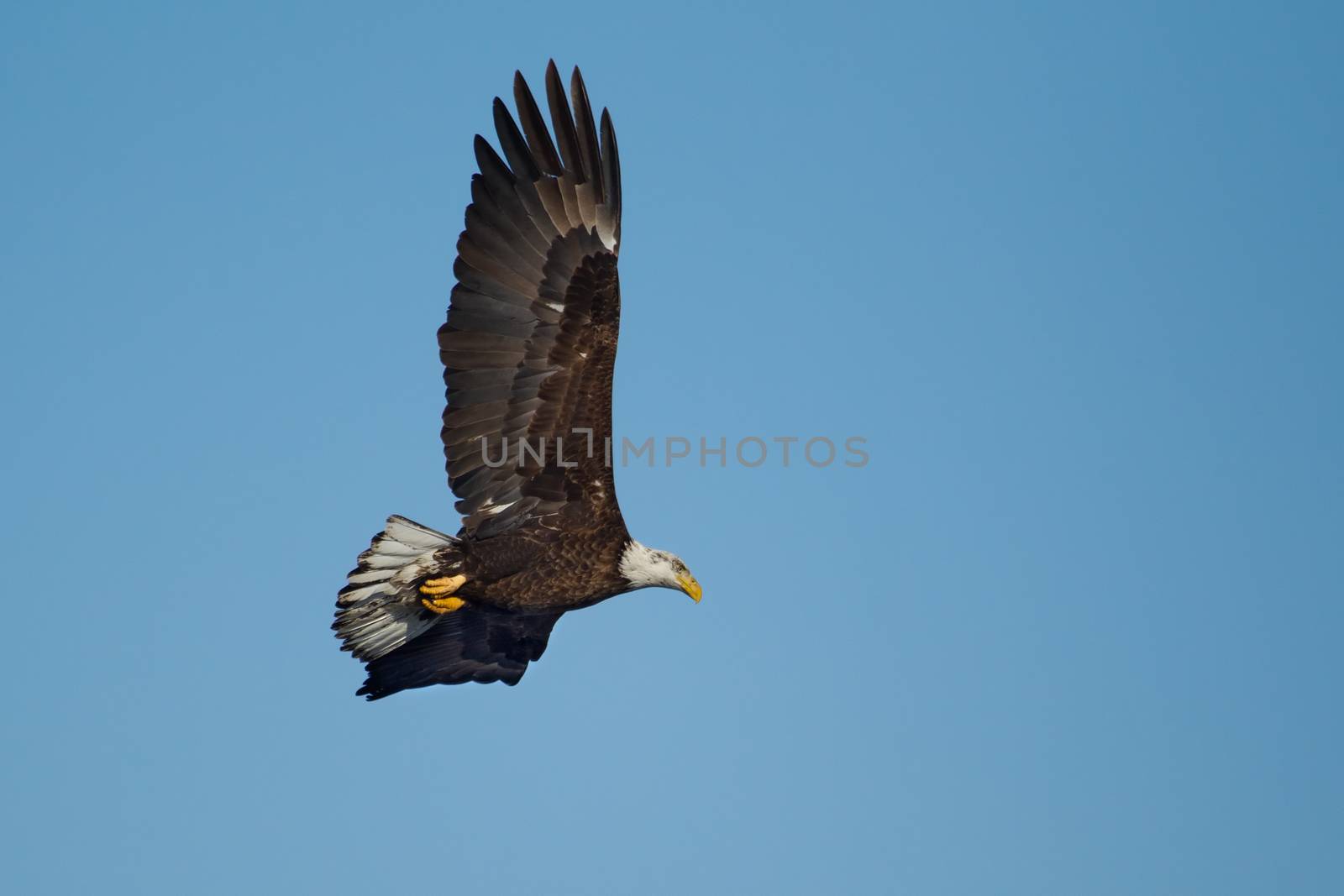American Bald Eagle in flight by Coffee999