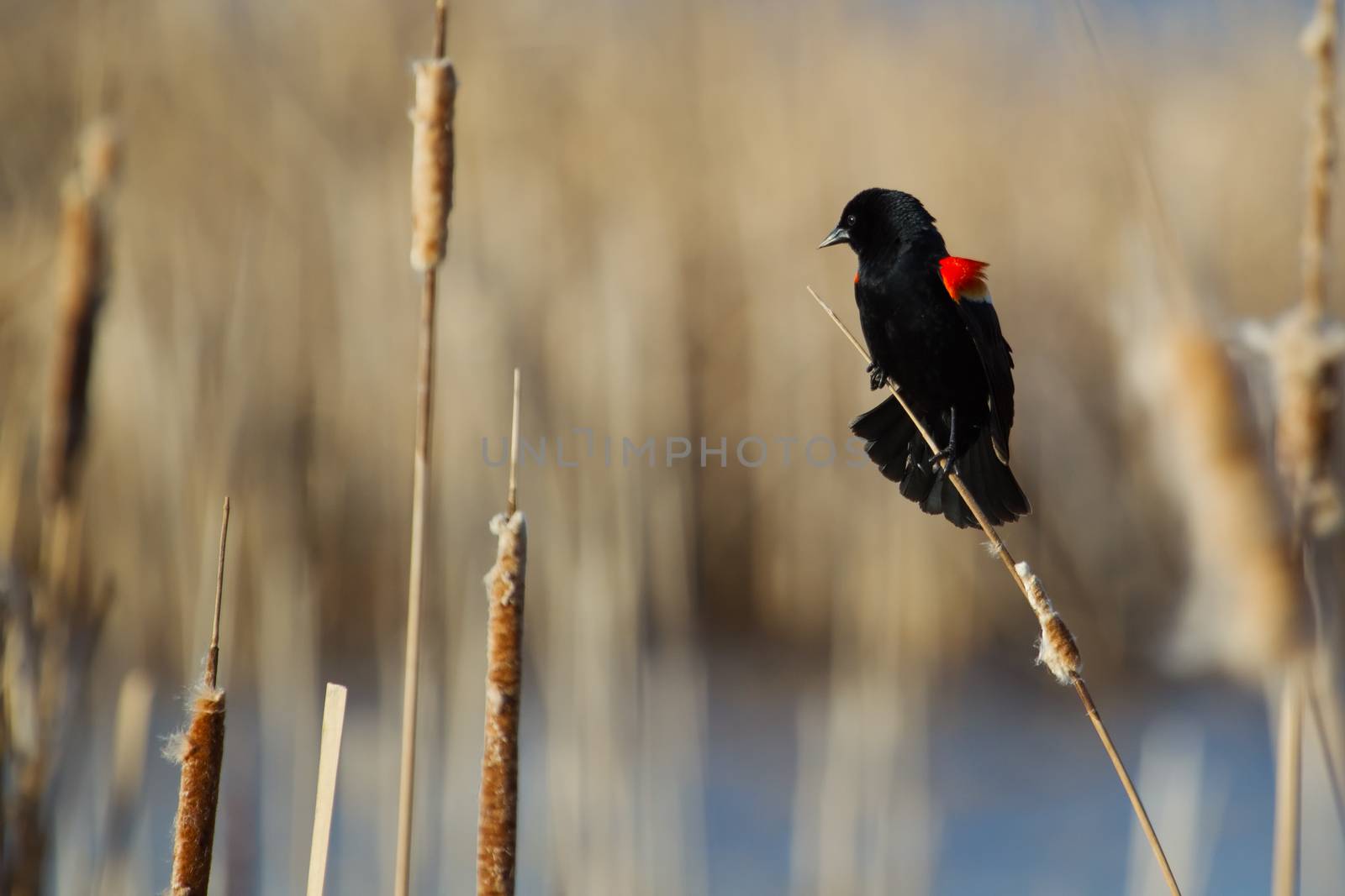 Male Red-winged Blackbird perched on cattails.