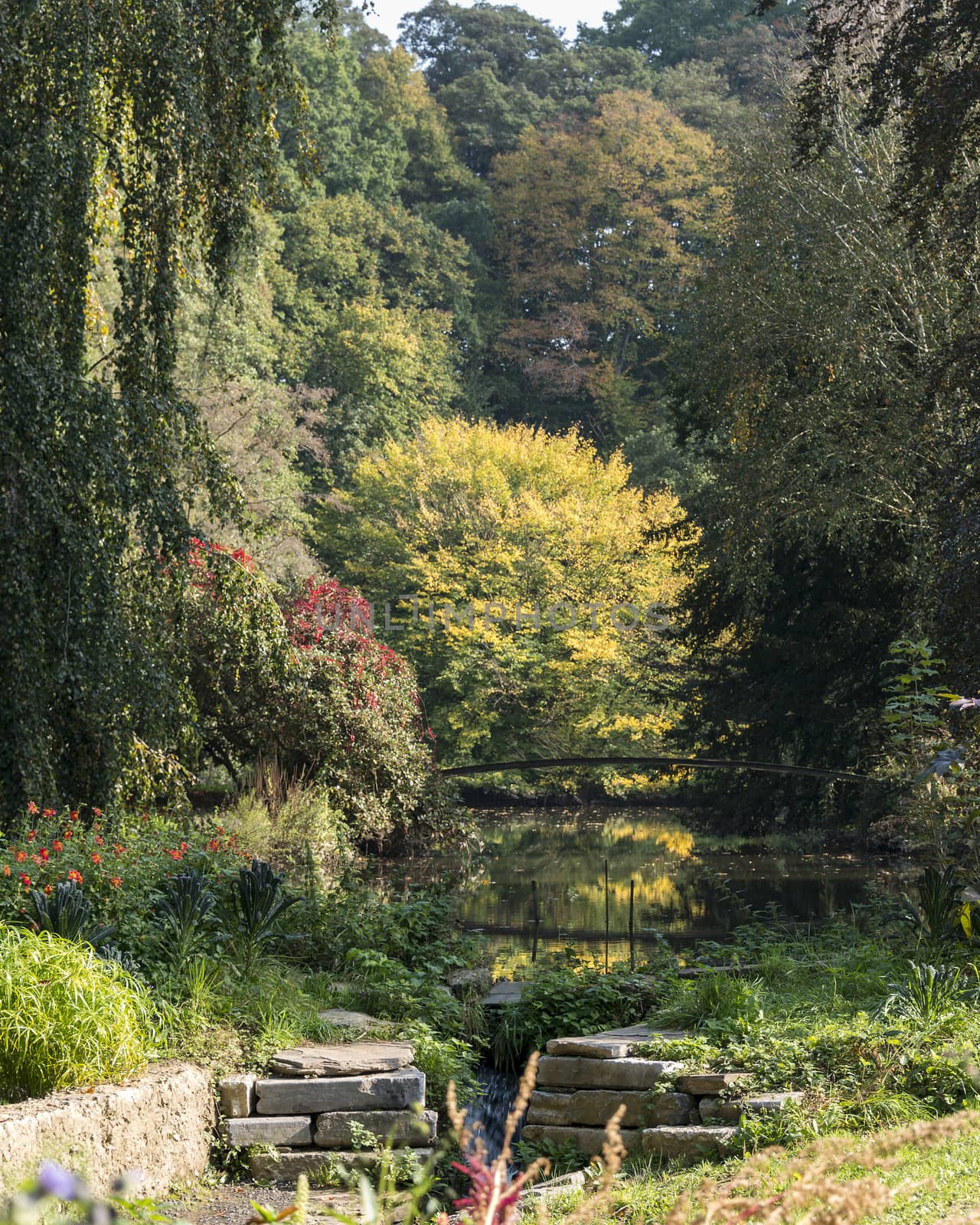 autumn nature with trees and pond with bridge
