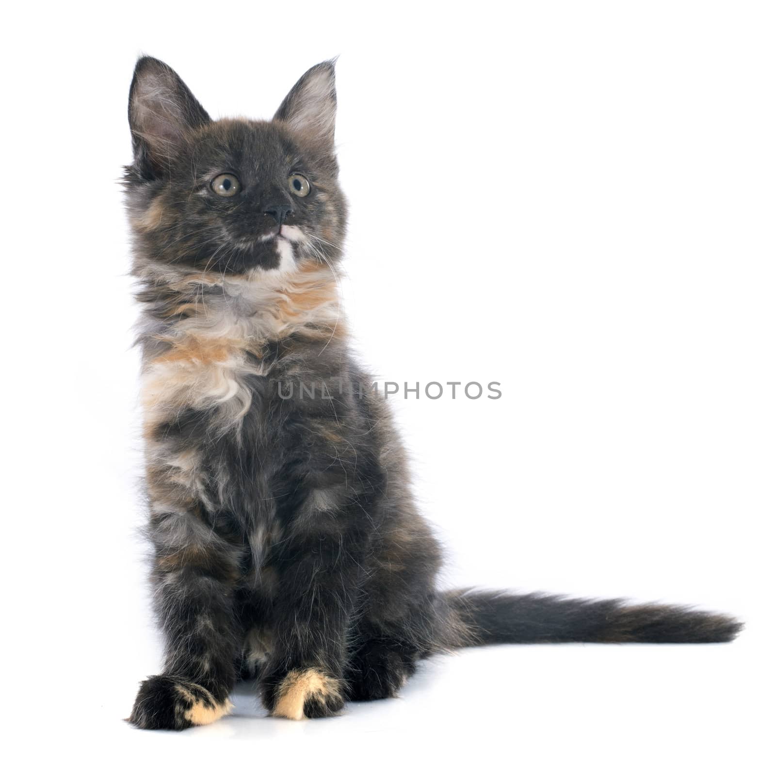 portrait of a purebred  maine coon kitten on a white background