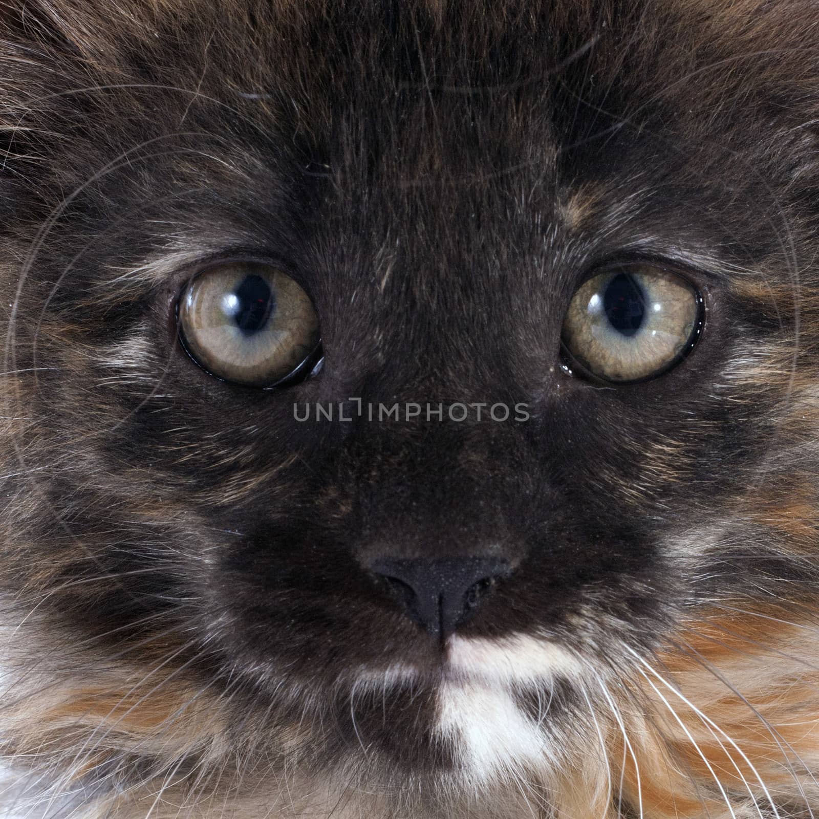 maine coon kitten by cynoclub