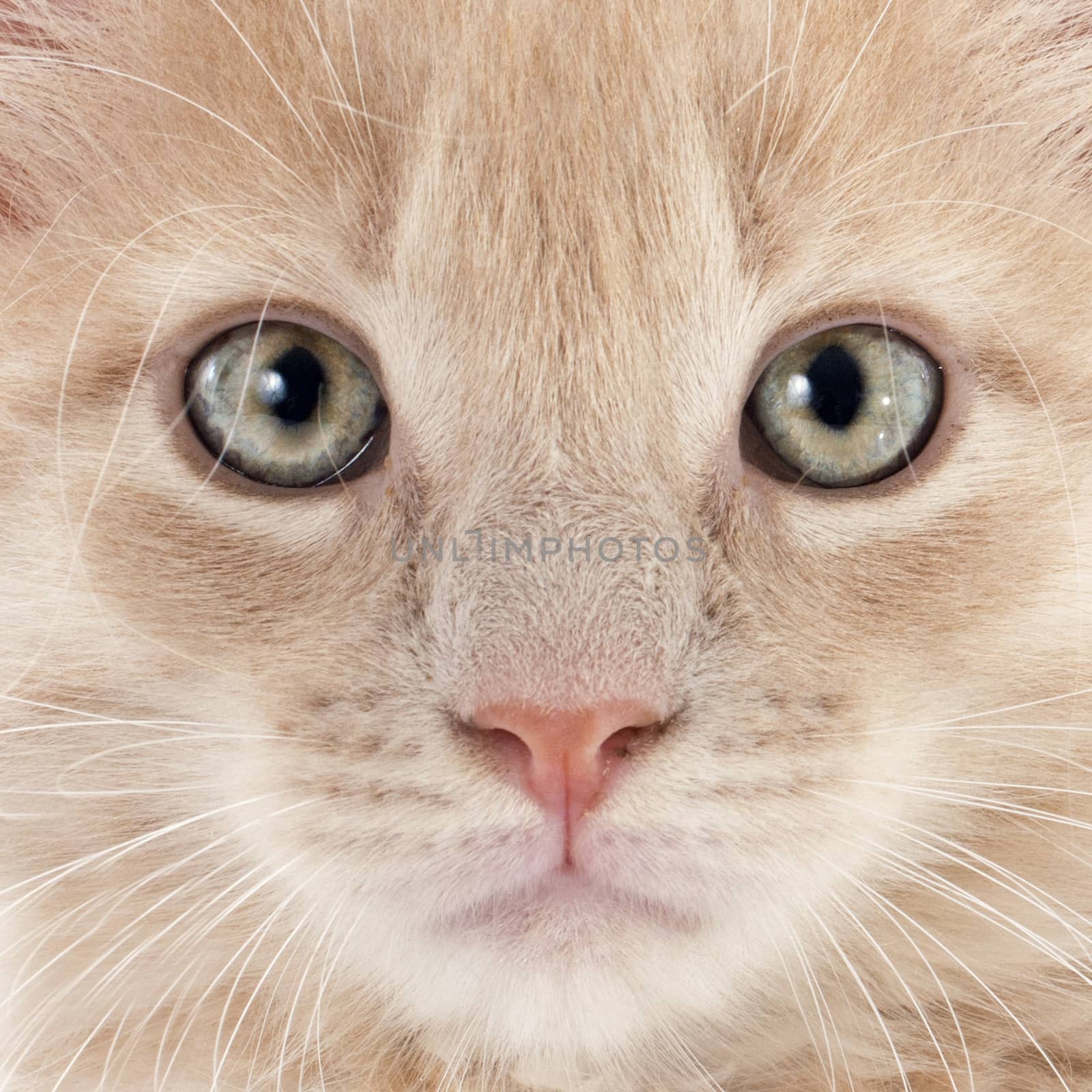 portrait of a purebred  maine coon kitten on a white background