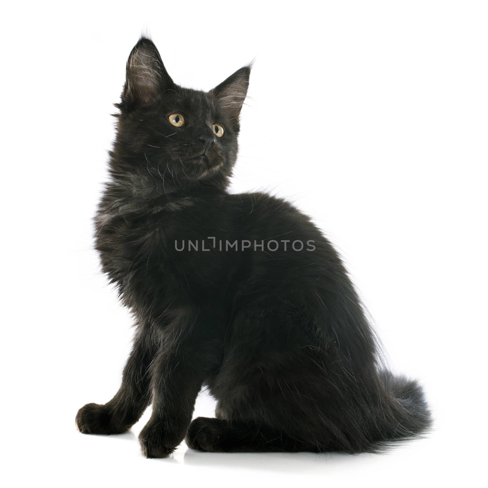 portrait of a purebred  maine coon kitten on a white background