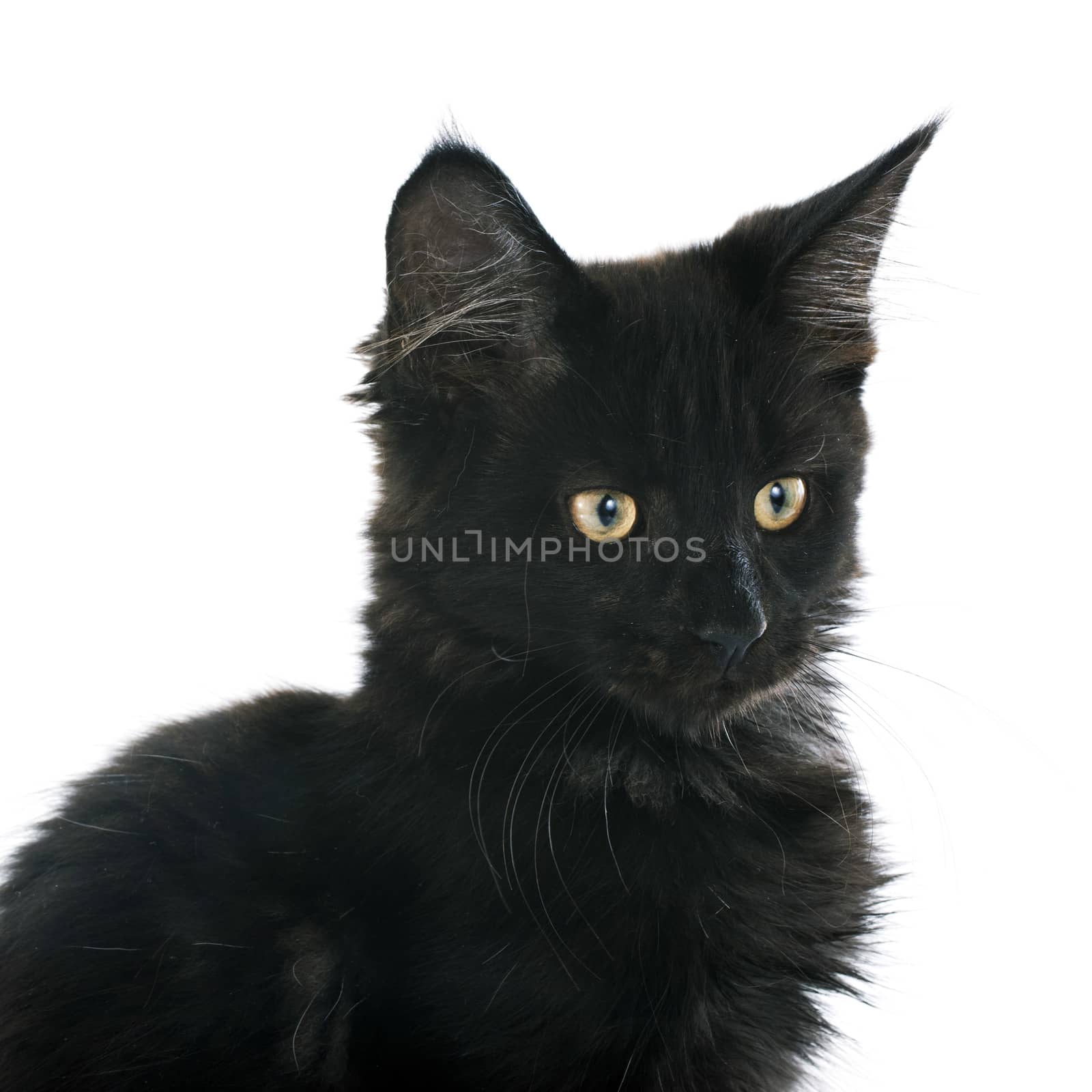 portrait of a purebred  maine coon kitten on a white background