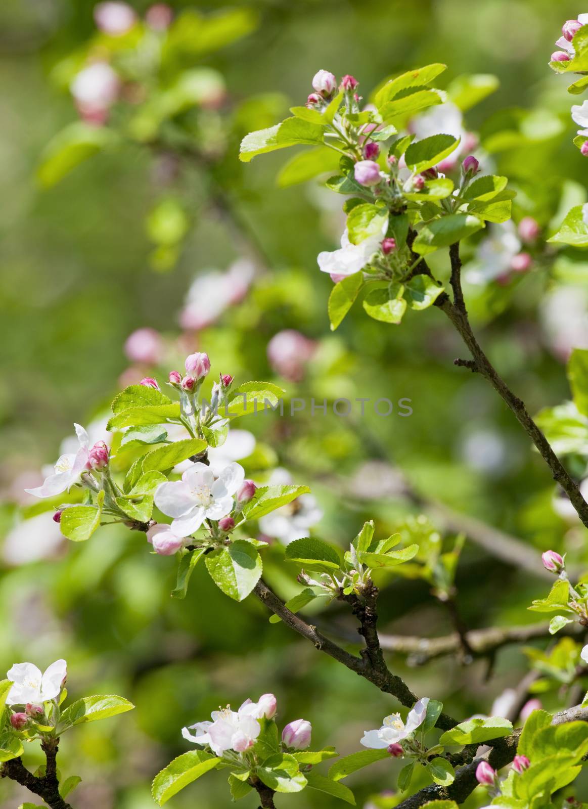 apple tree in blossom by courtyardpix