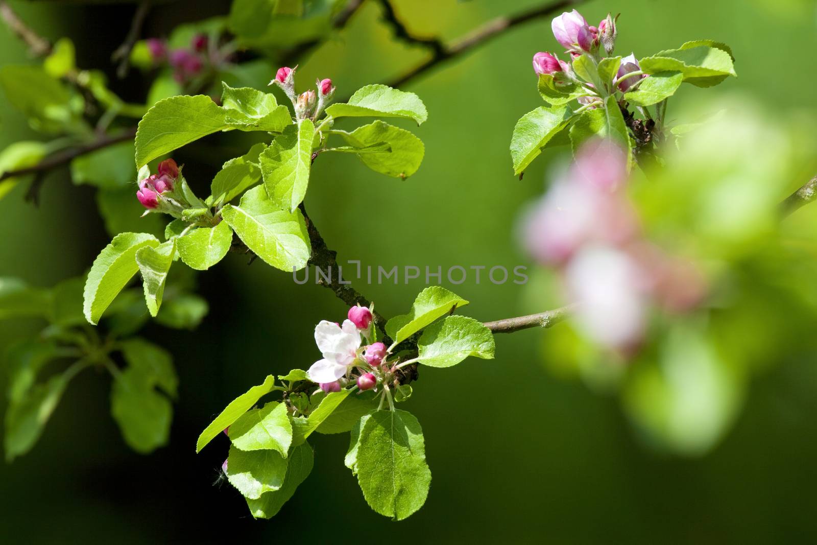 springtime -closeup of apple tree flowers at blossom in the garden