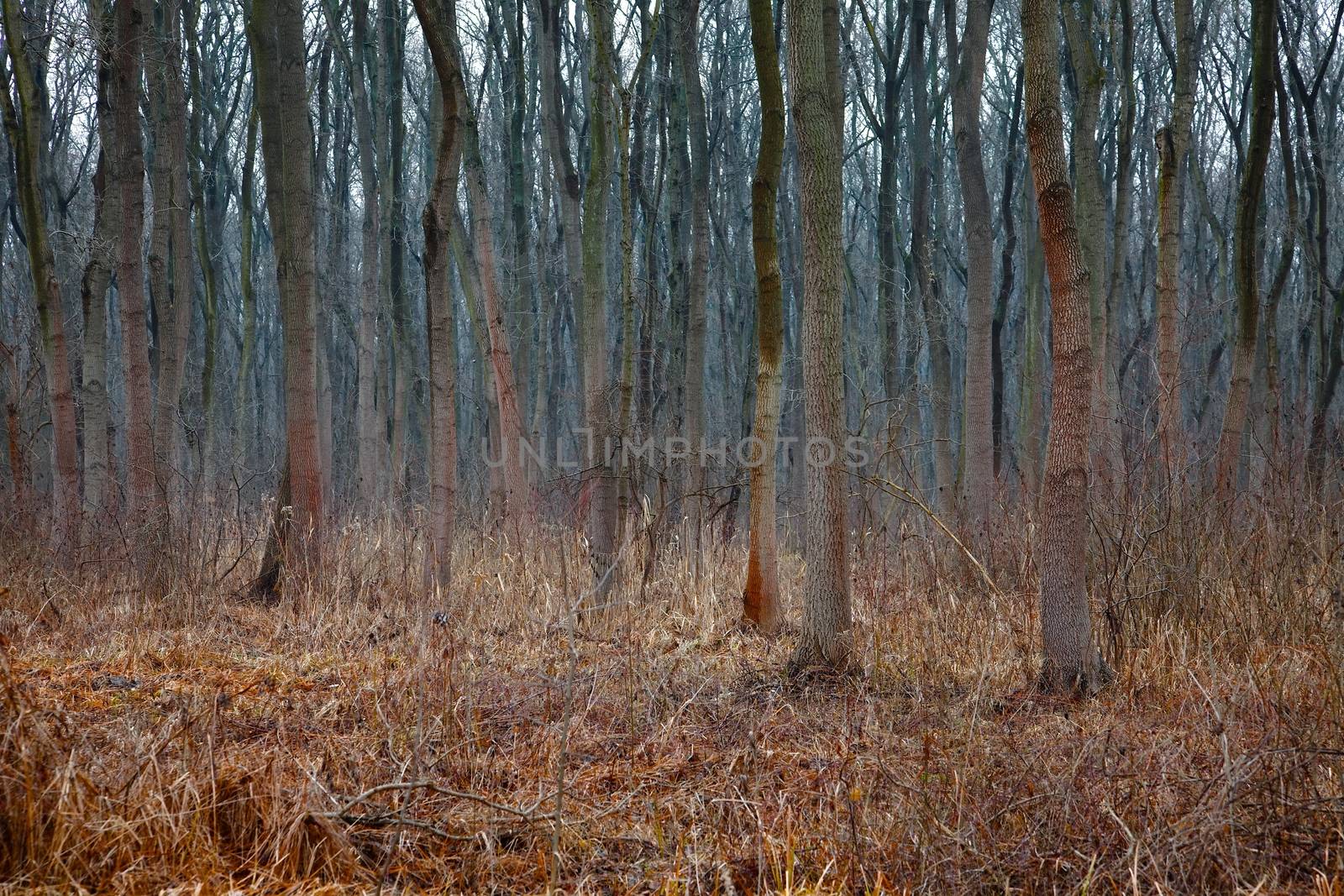Autumn forest with bare trees