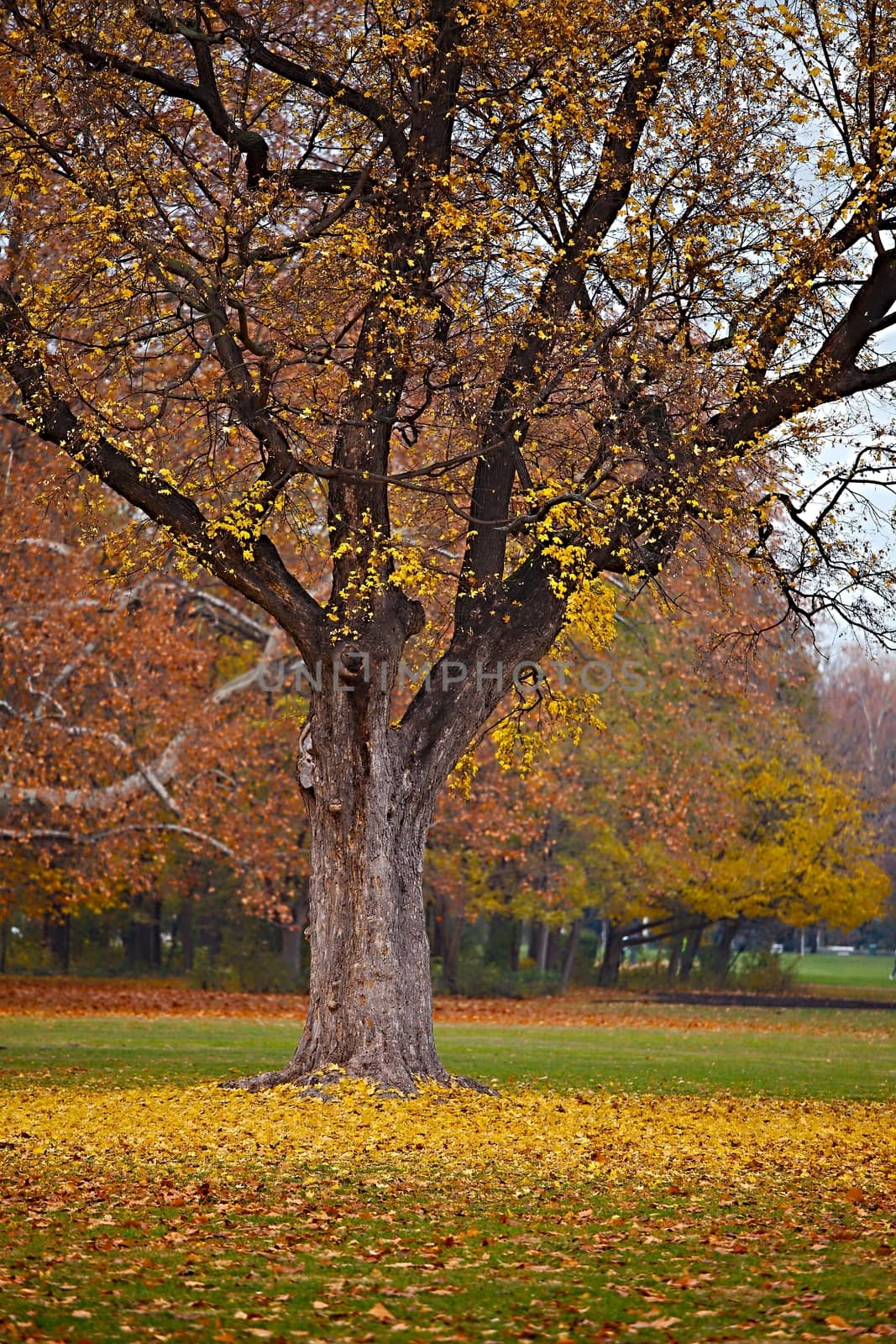 Tree in a park in autumn, leaves starting to fall