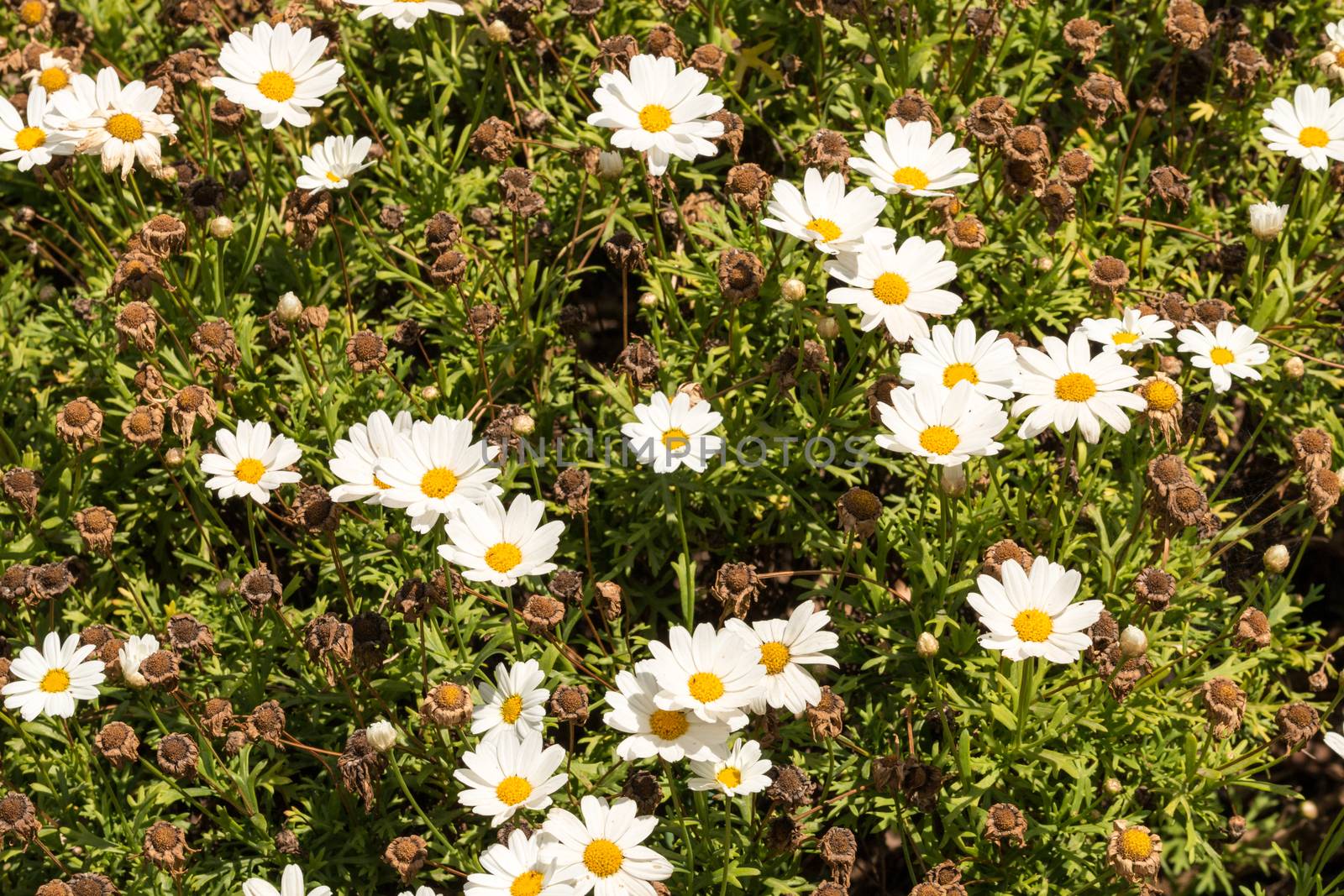 daisies in a field in spring time