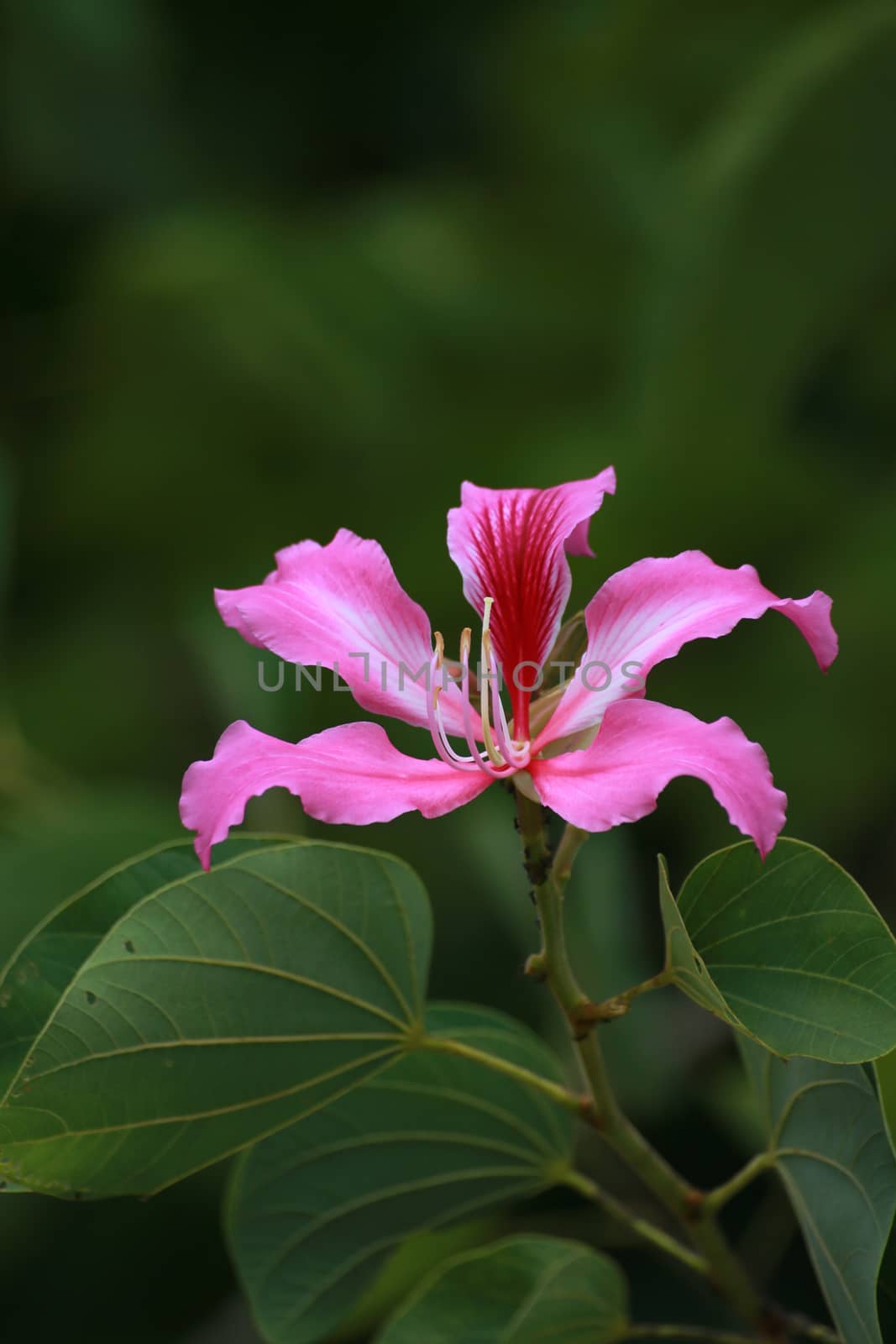 The branch of orchid Tree or purder have pink flowers.