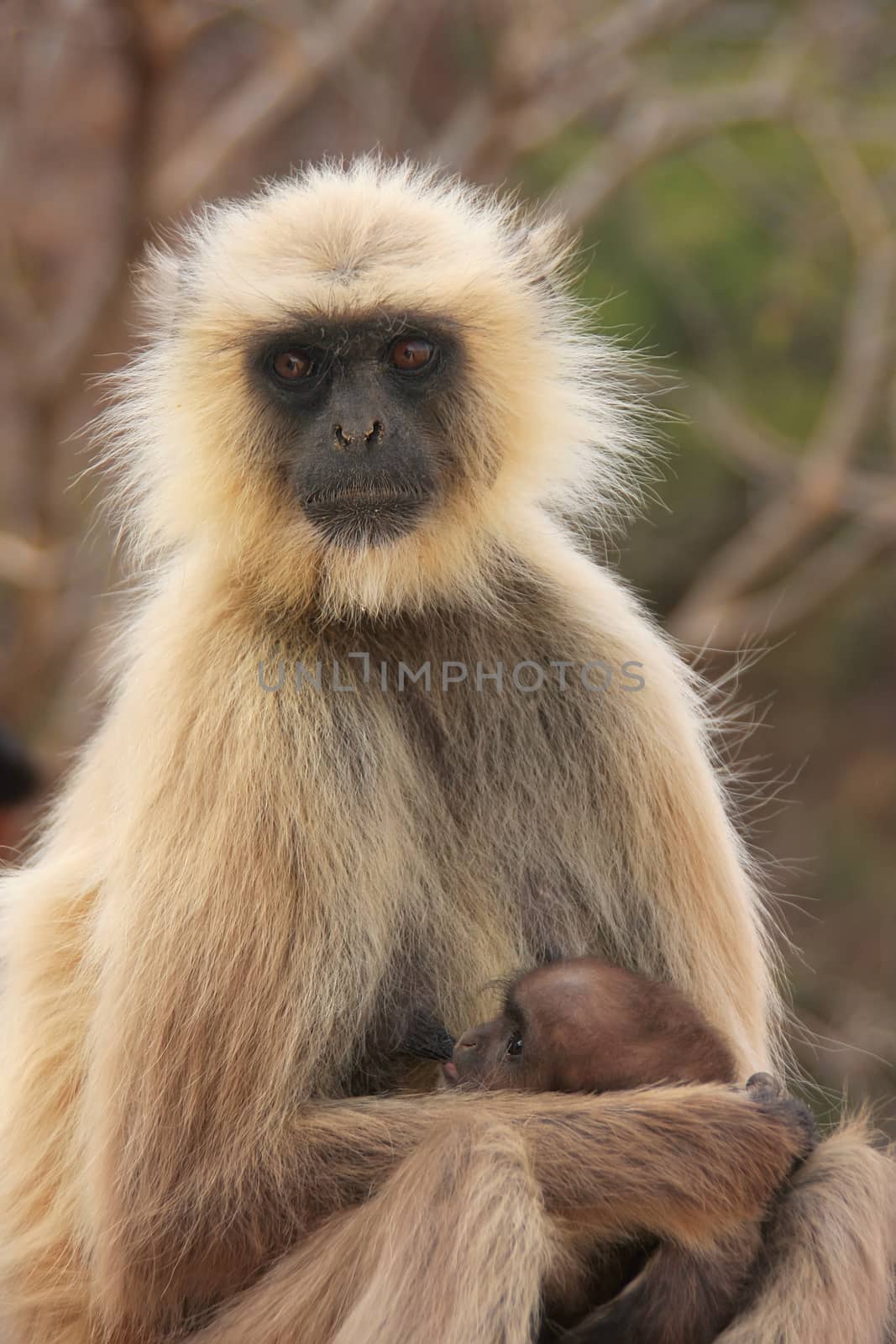 Gray langur (Semnopithecus dussumieri) with a baby sitting at Ranthambore Fort, Rajasthan, India