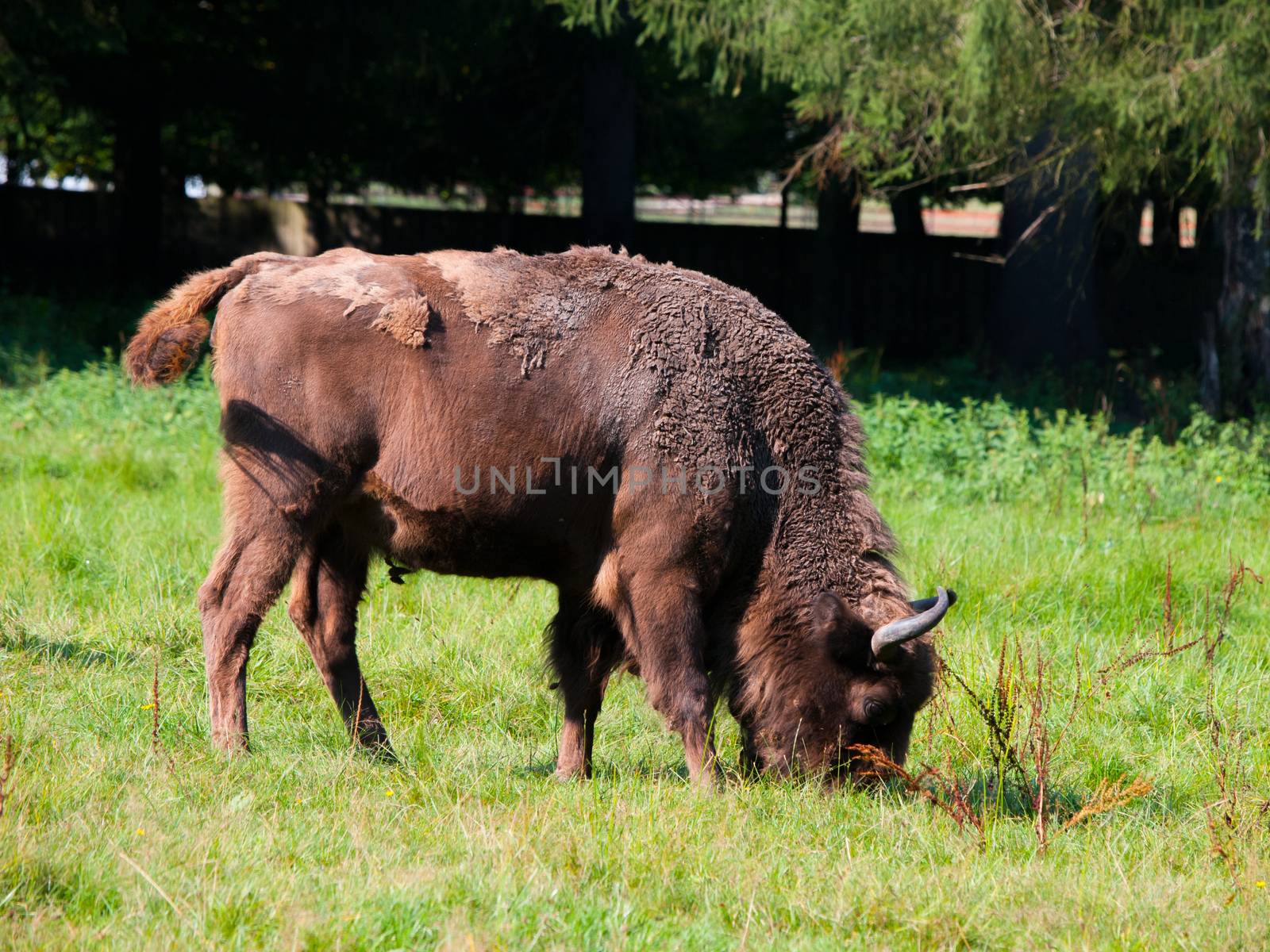 Endangered european wood bison (wisent or Bison bonasus) in Bialowieza primeval forest