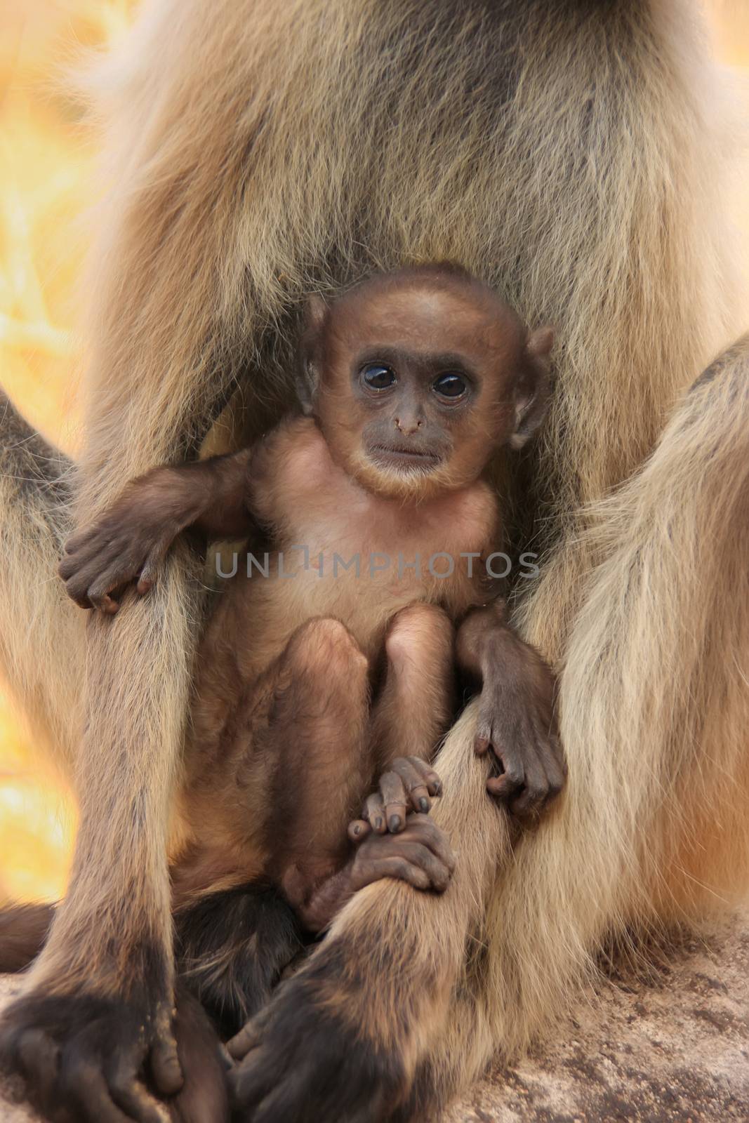 Baby Gray langur (Semnopithecus dussumieri) resting in mothers arms, Ranthambore Fort, Rajasthan, India