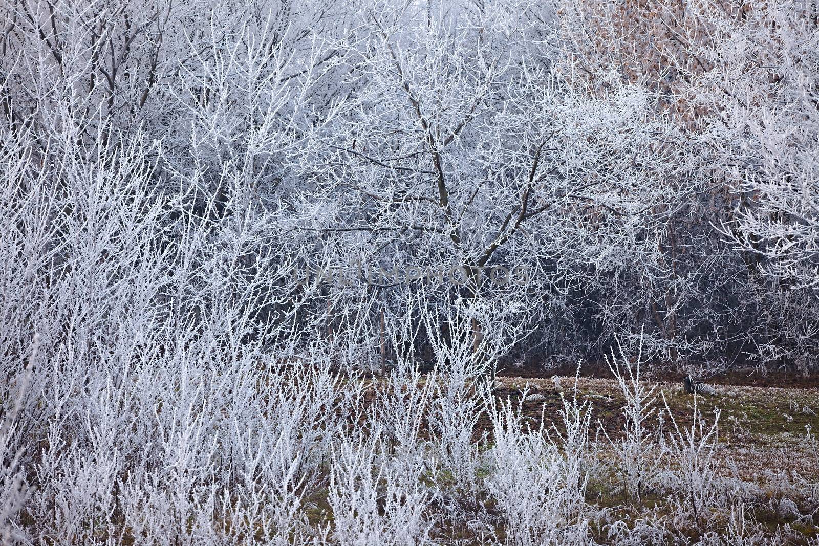 Winter tree detail with frost