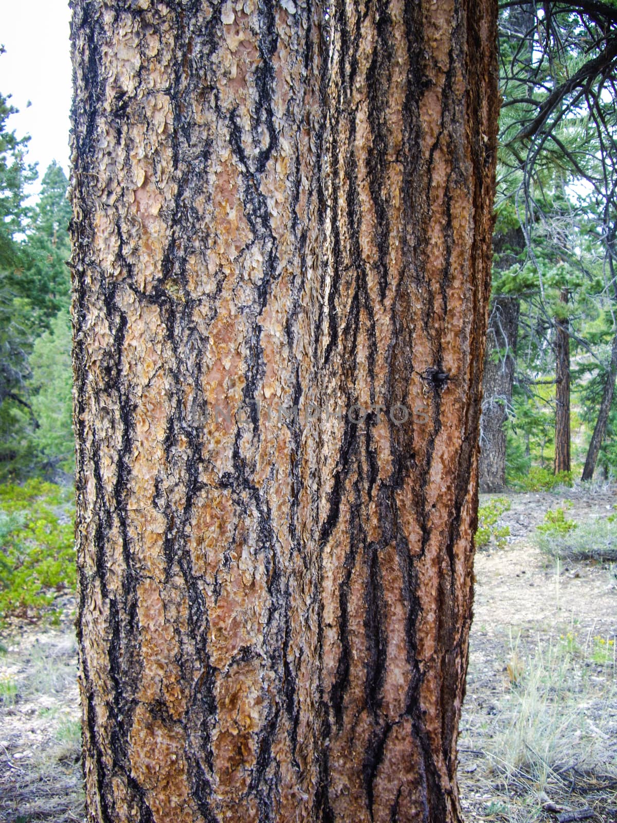 Old weathered tree in Bryce Canyon Utah by emattil