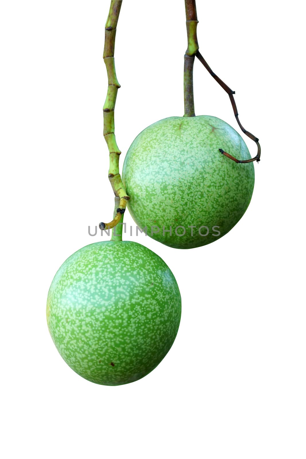 Cerbera oddloam fruit on the tree. Suicide tree, Pong-pong, Othalanga.
